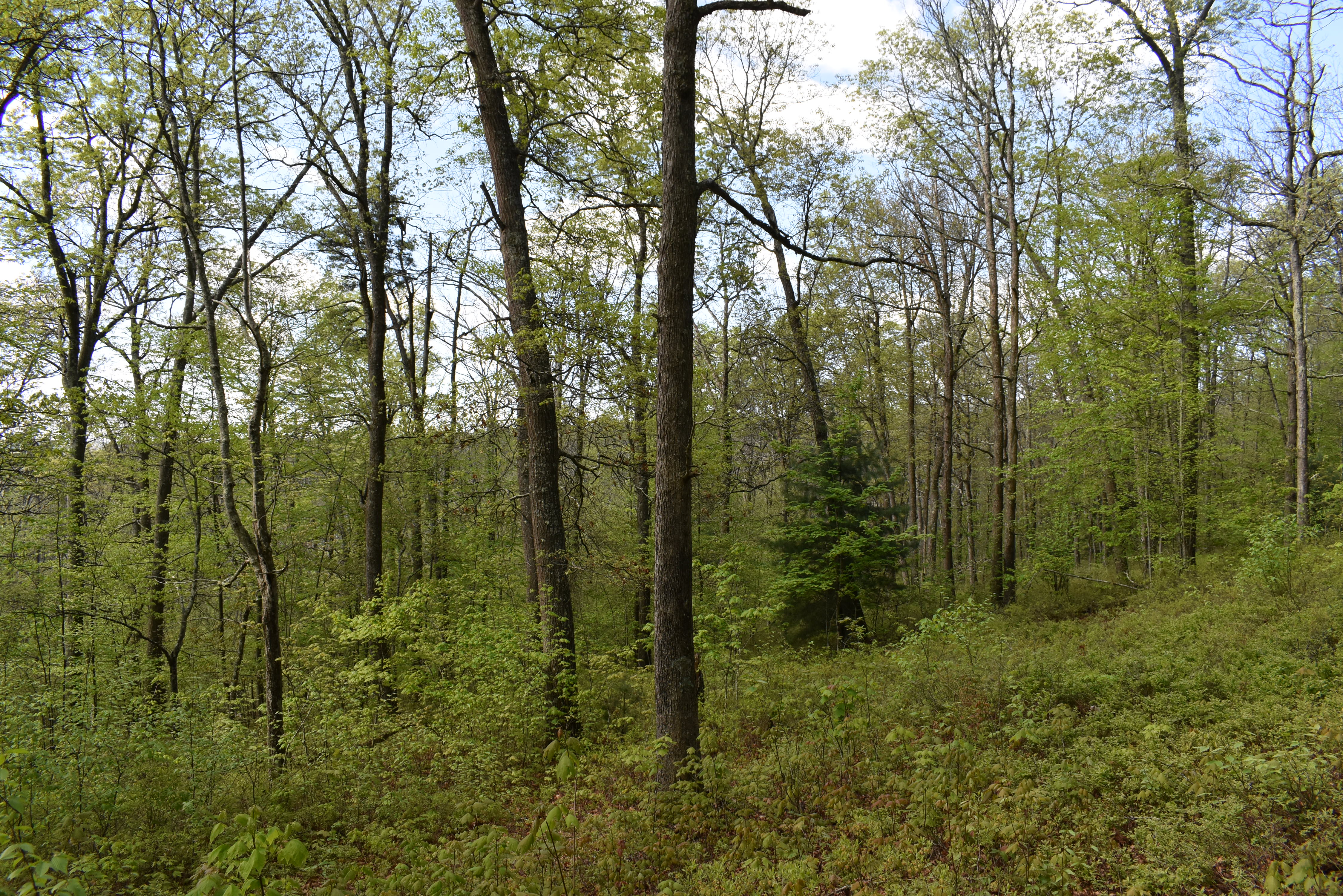 Grugan Hollow