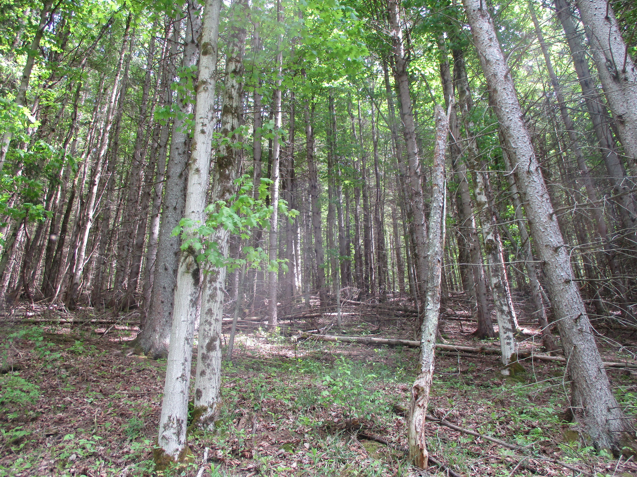 Legacy Land and Cabin