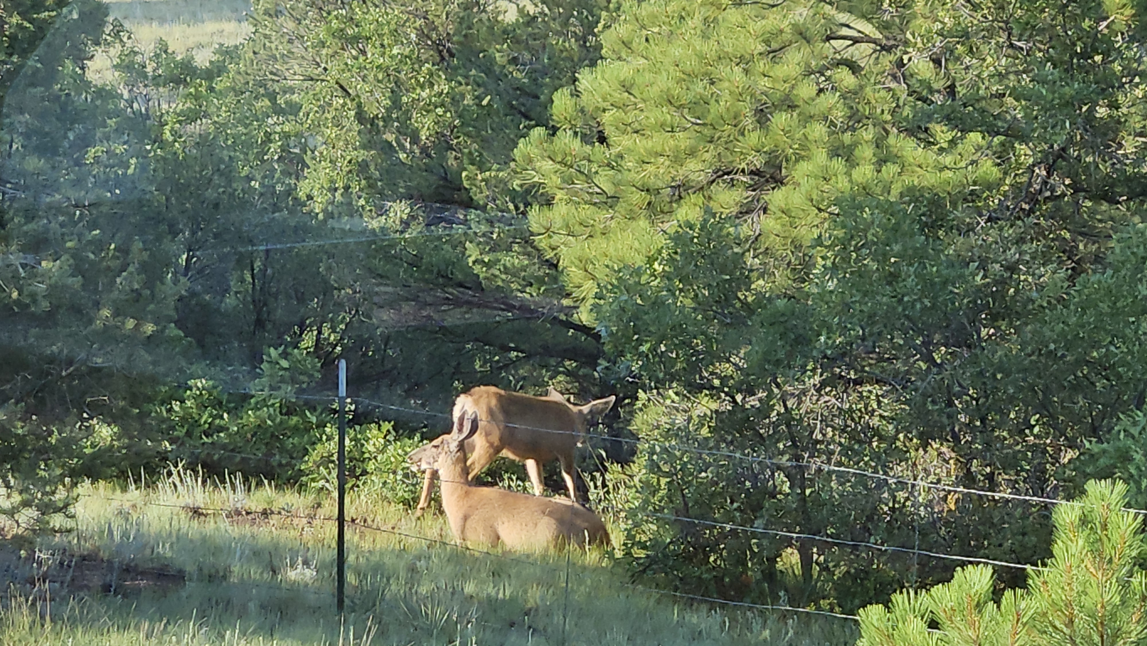 Screamin Eagle Ranch