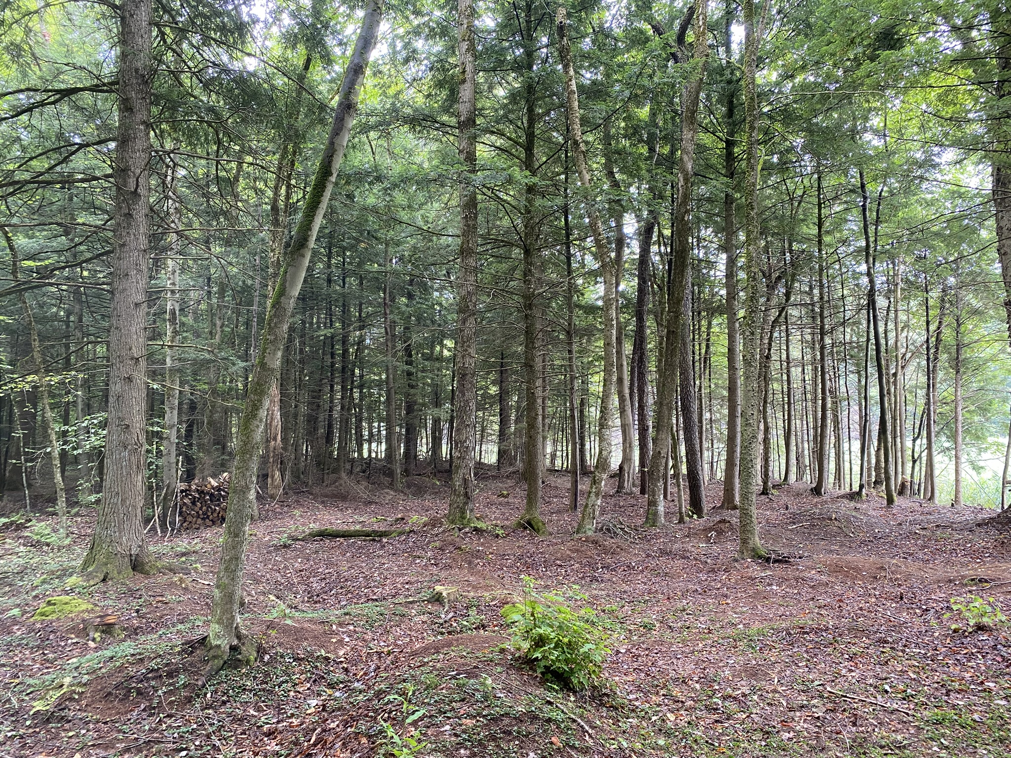 Cabin on the Little River