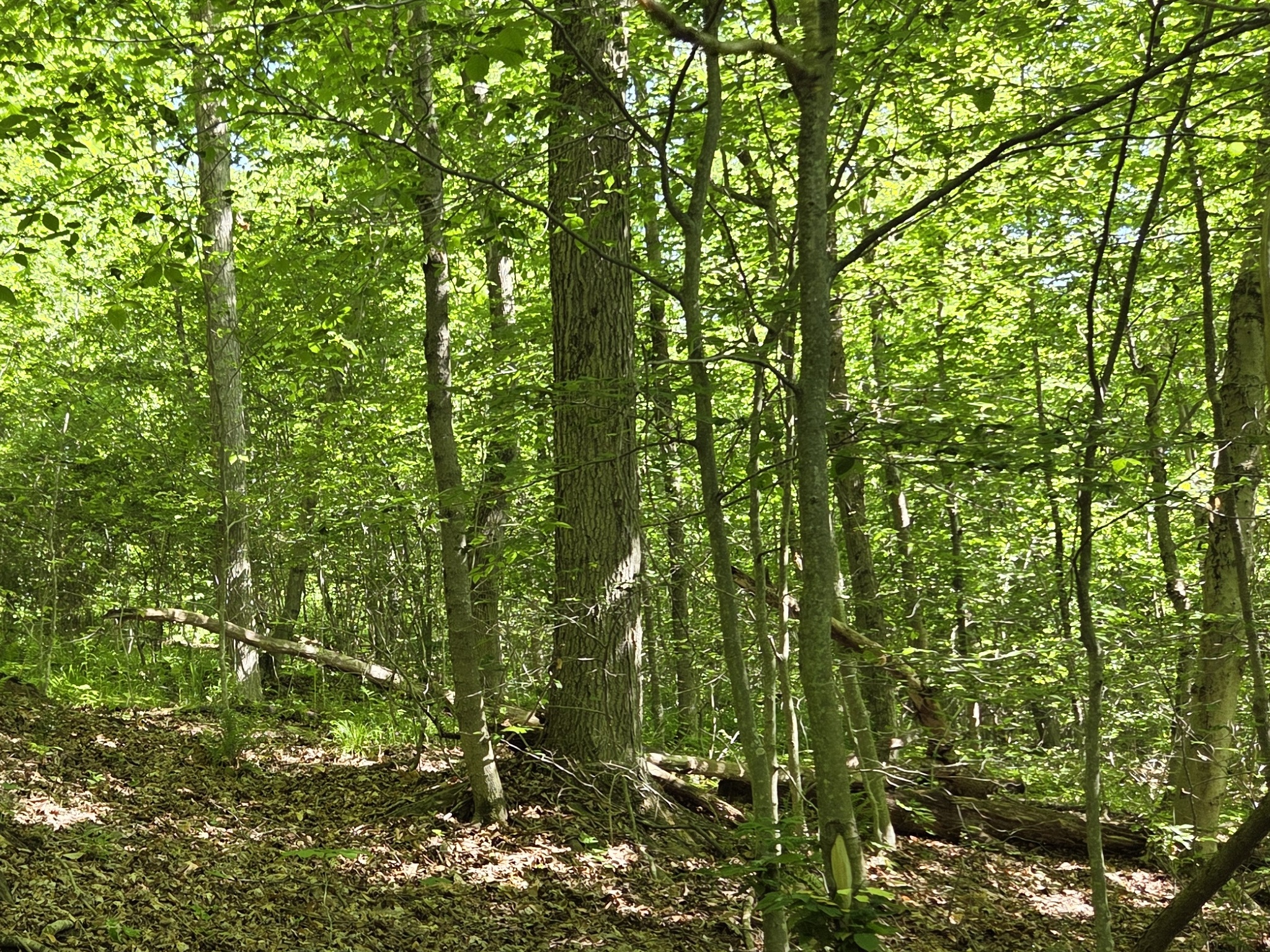 Listing Image 17