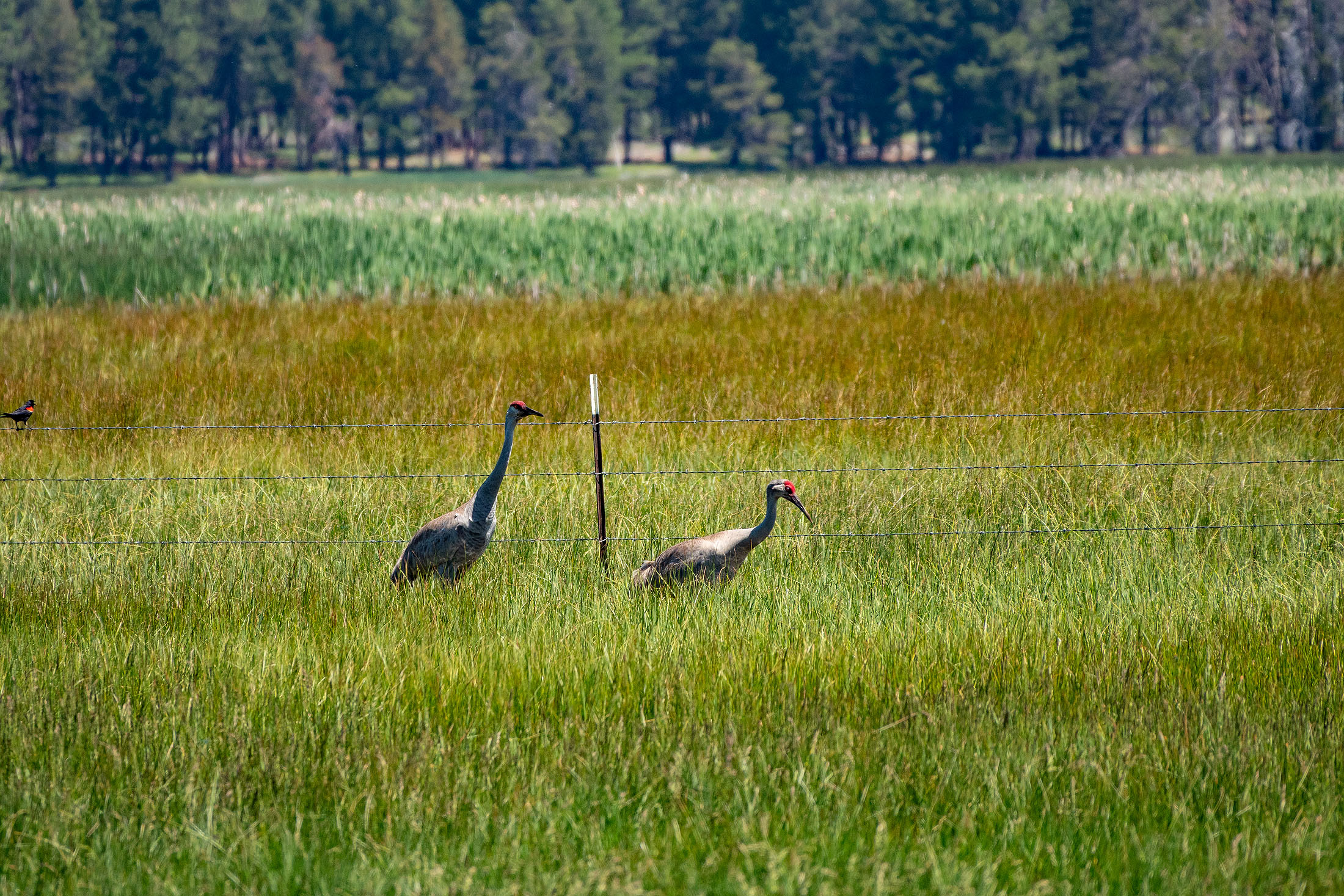 Klamath Marsh Retreat