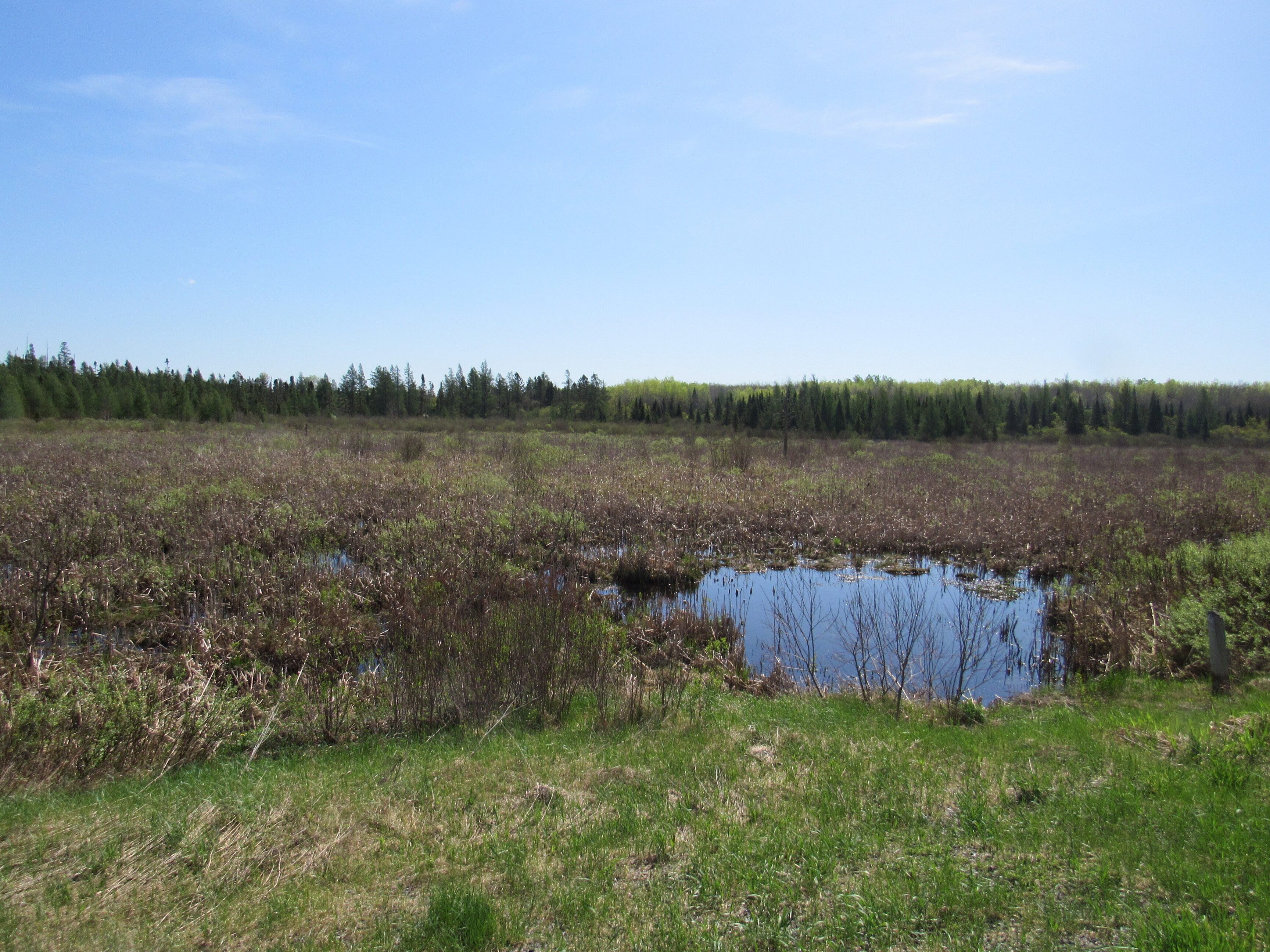 288 +/- Wooded Acreage 50175744
