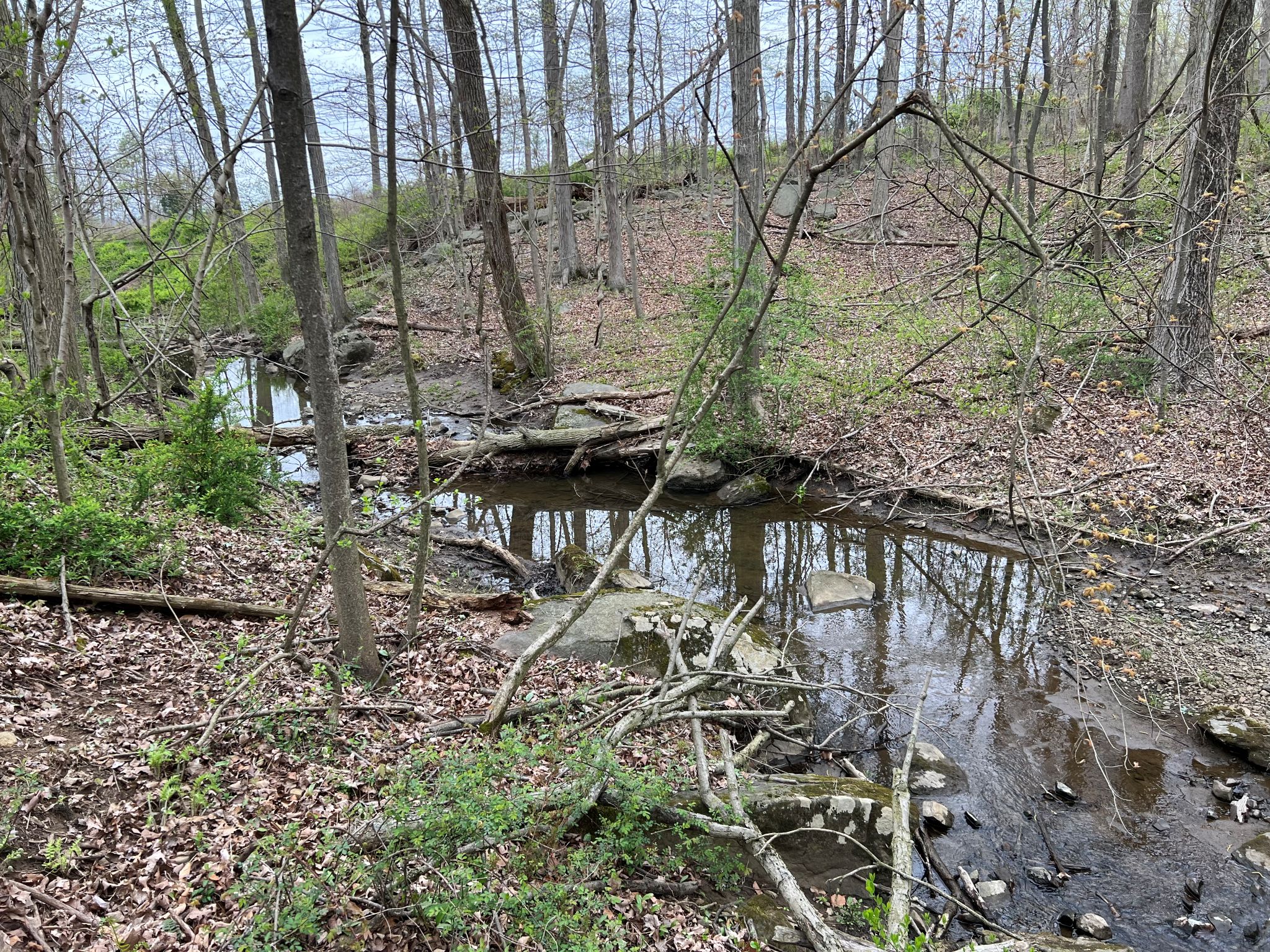 Etown Woodlands