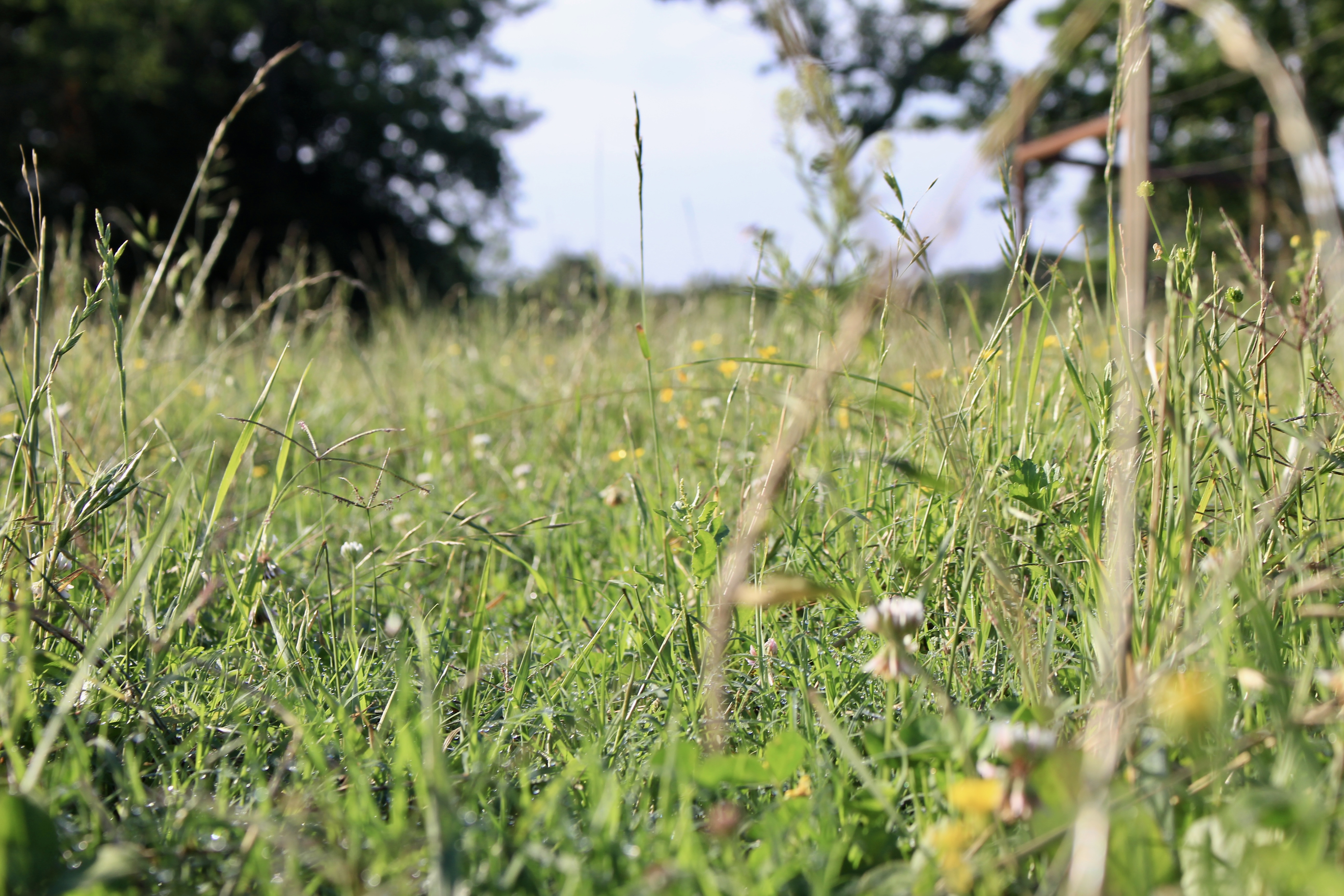 River Valley Rotational Grazing