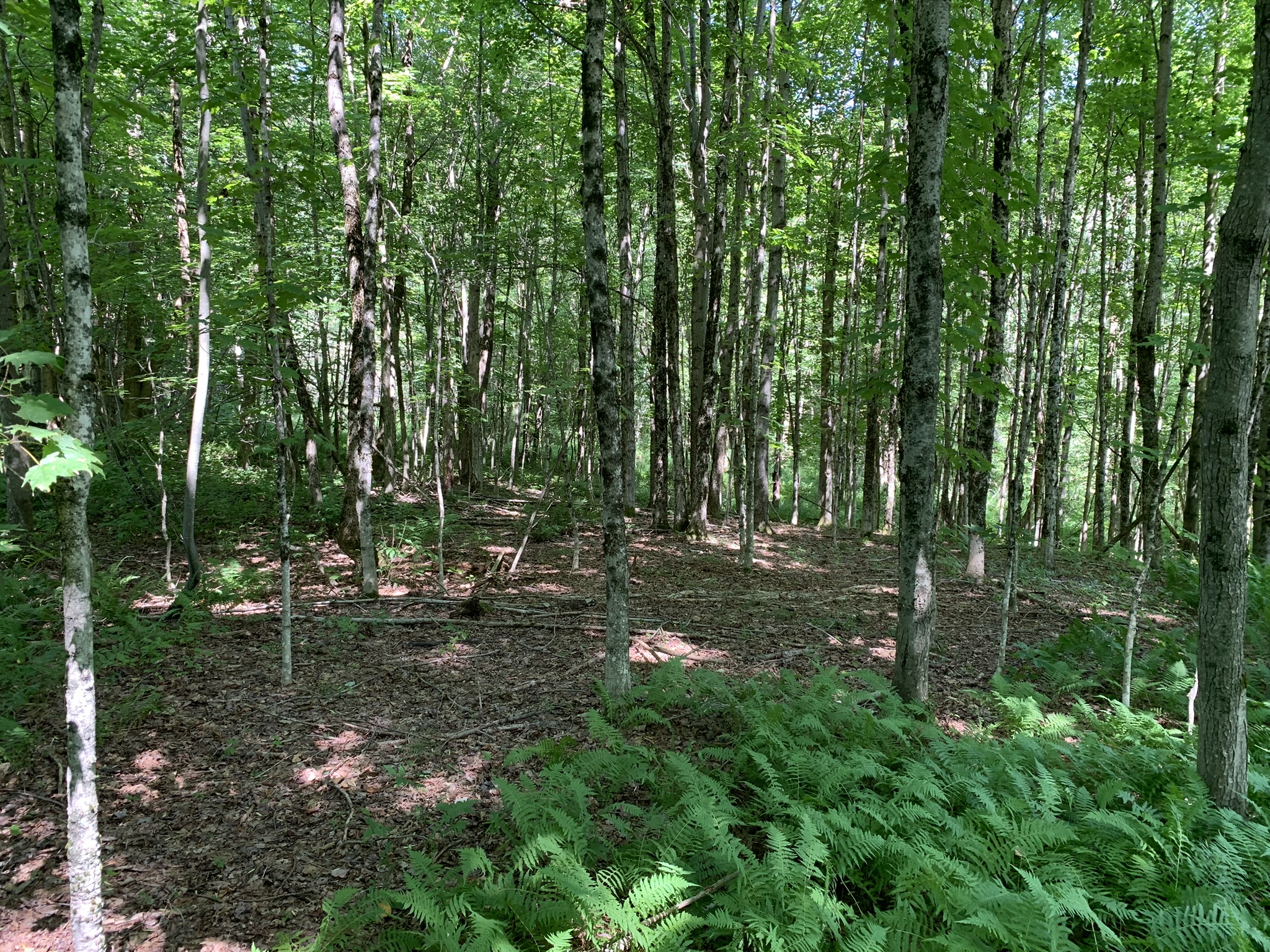 Lyman Brook Forest