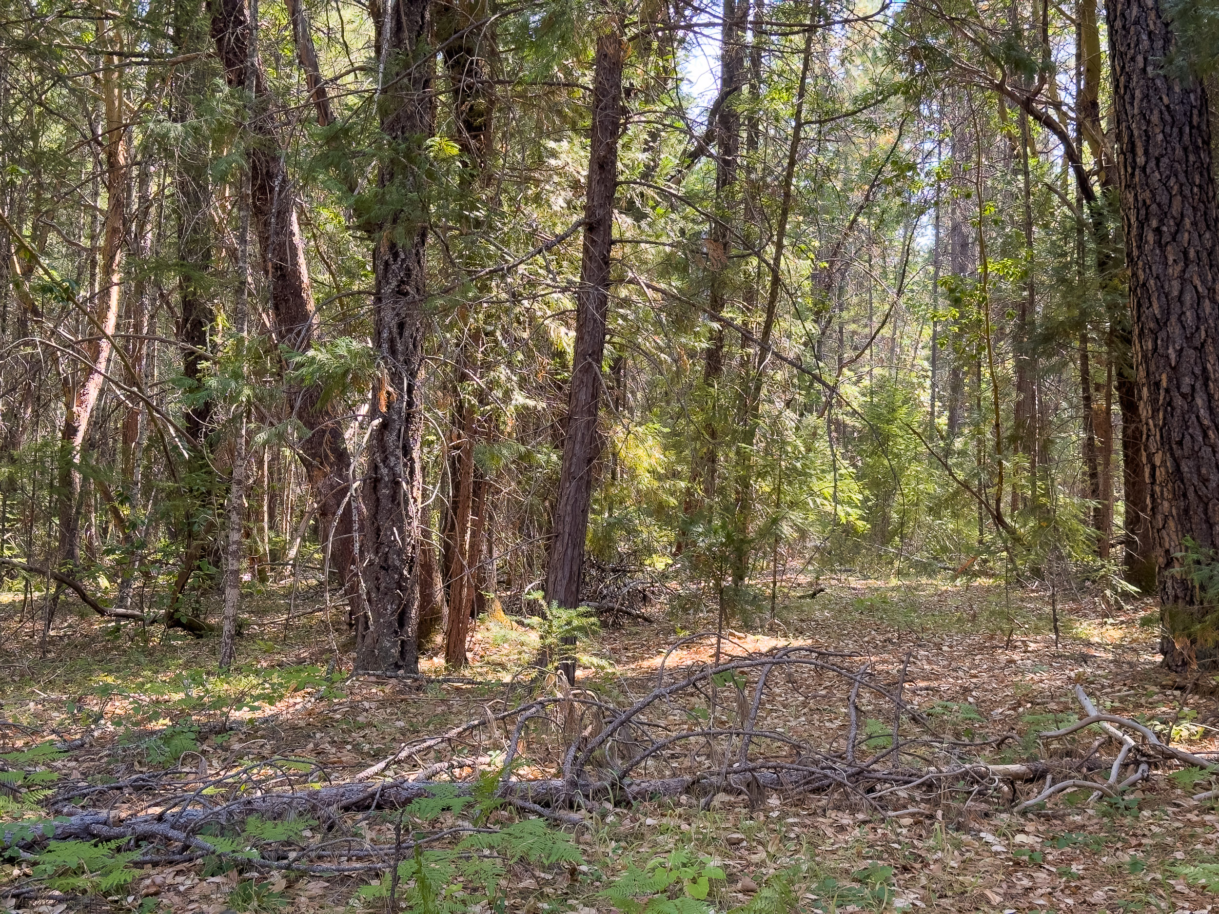 Pleasant Creek Road TL301