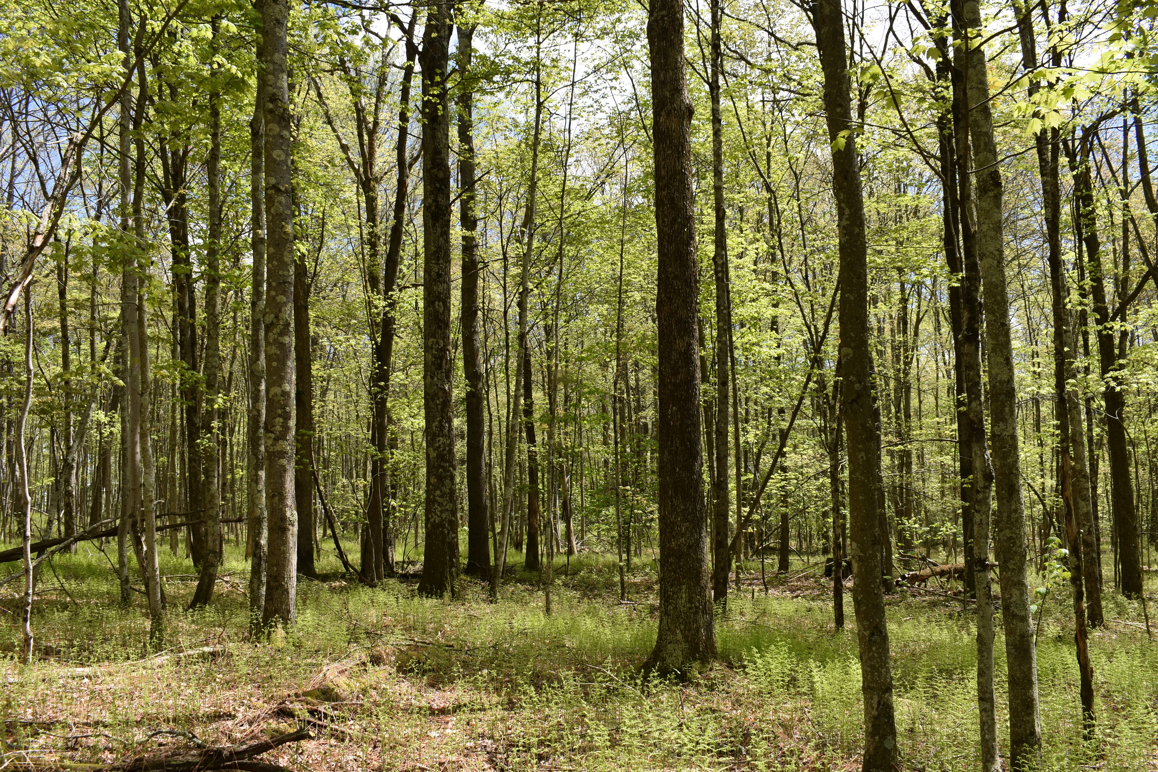 Grugan Hollow