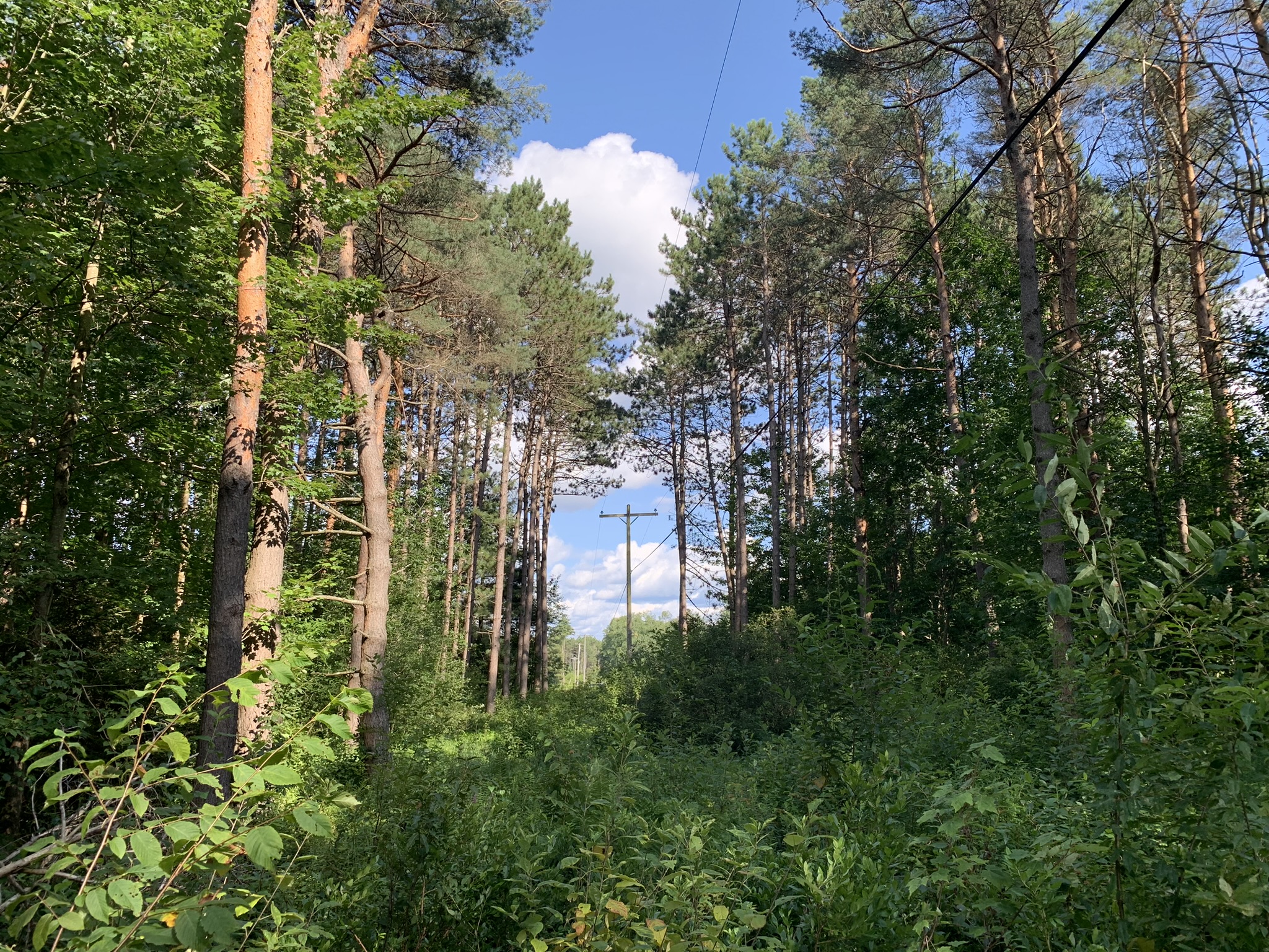 Middle Branch of the Oswegatchie