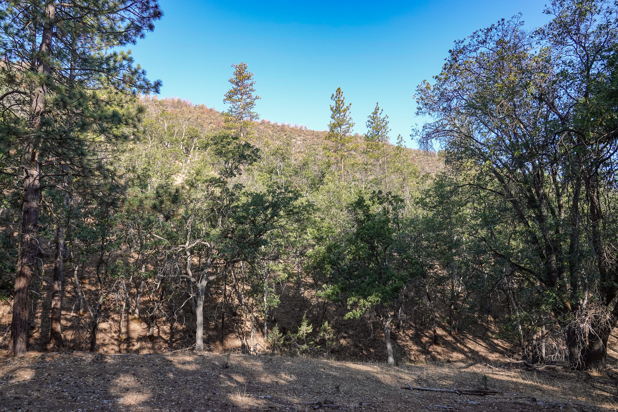East Road Ragland Gulch Acreage
