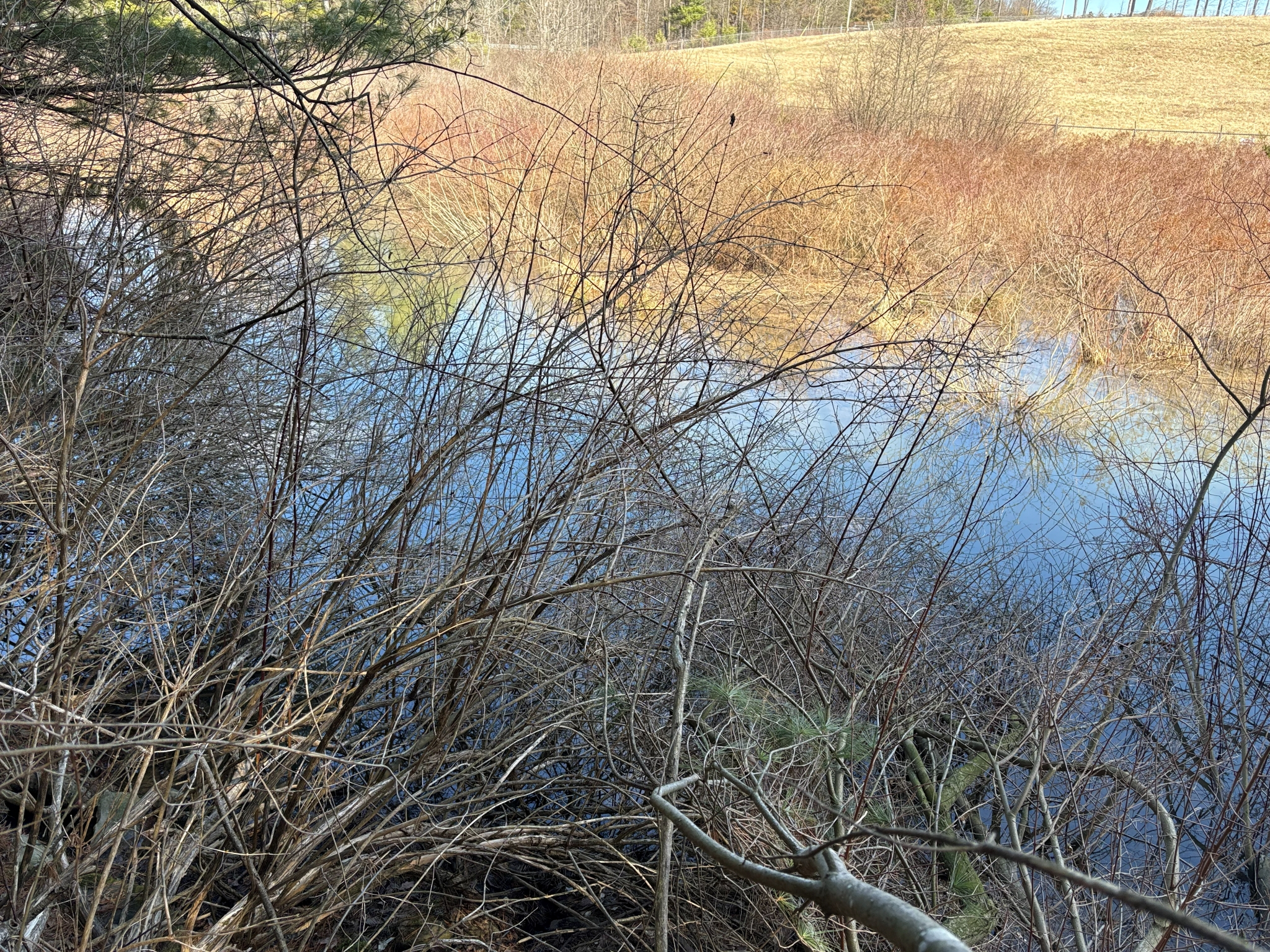 Listing Image 17