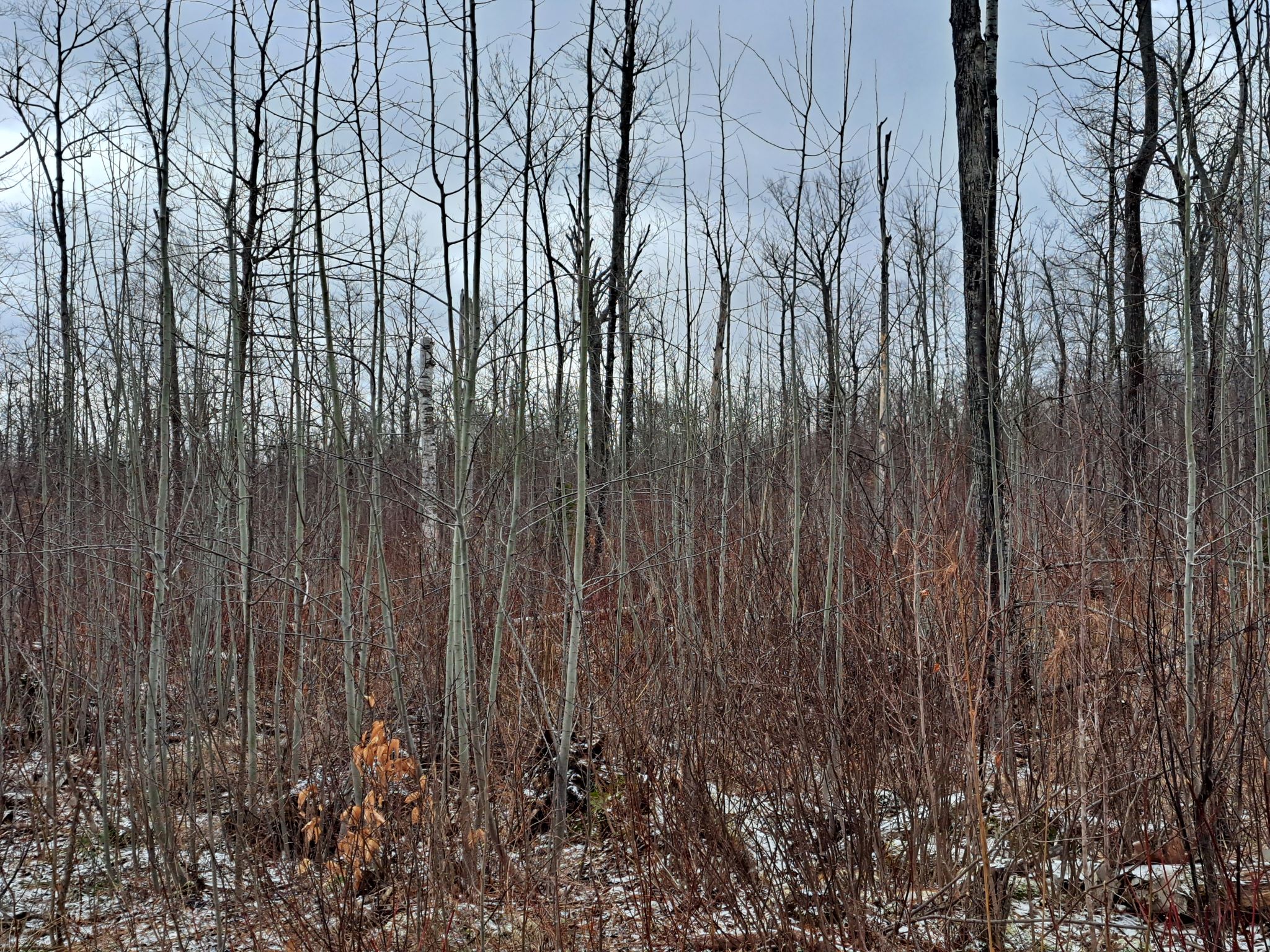 Listing Image 16