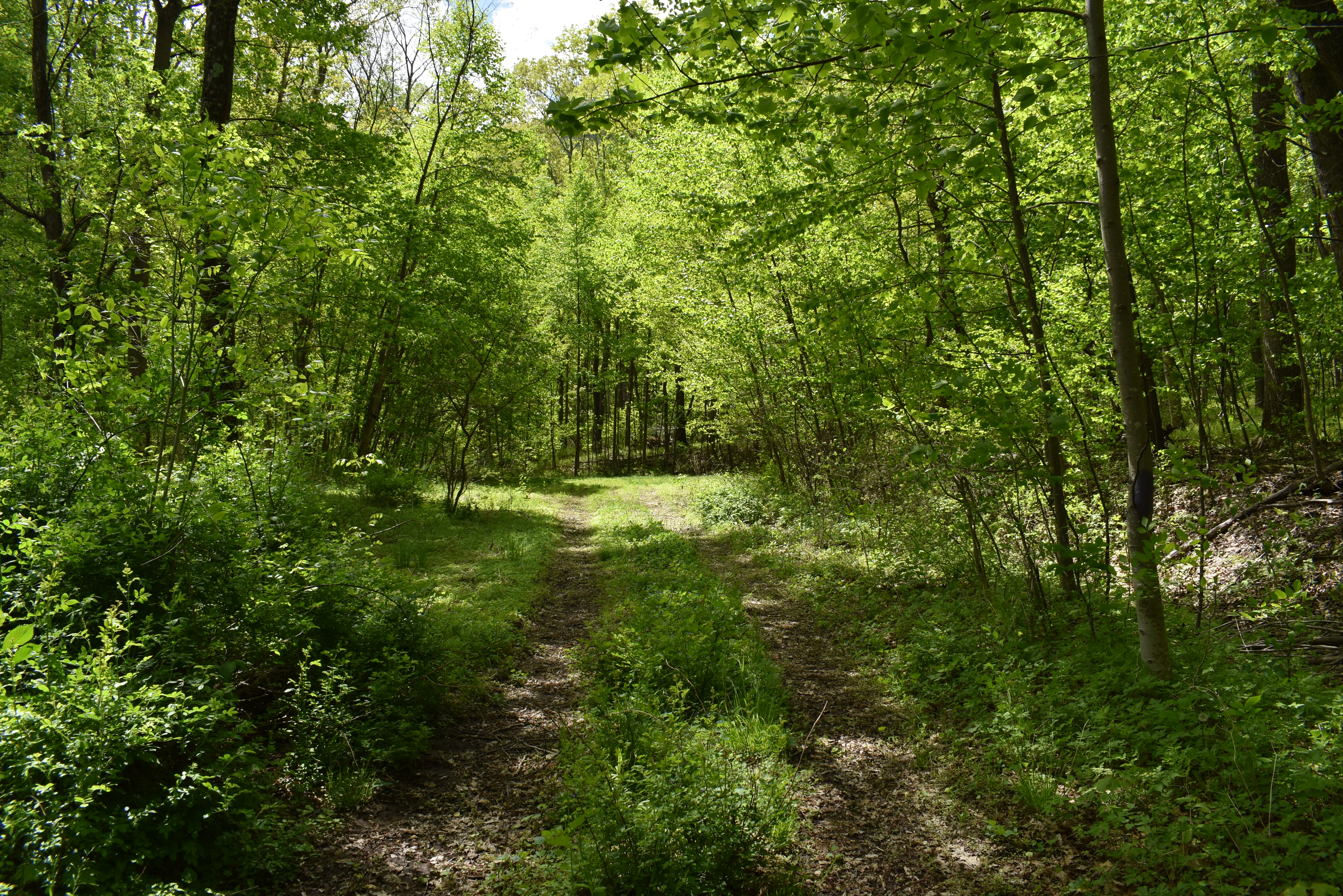 Grugan Hollow