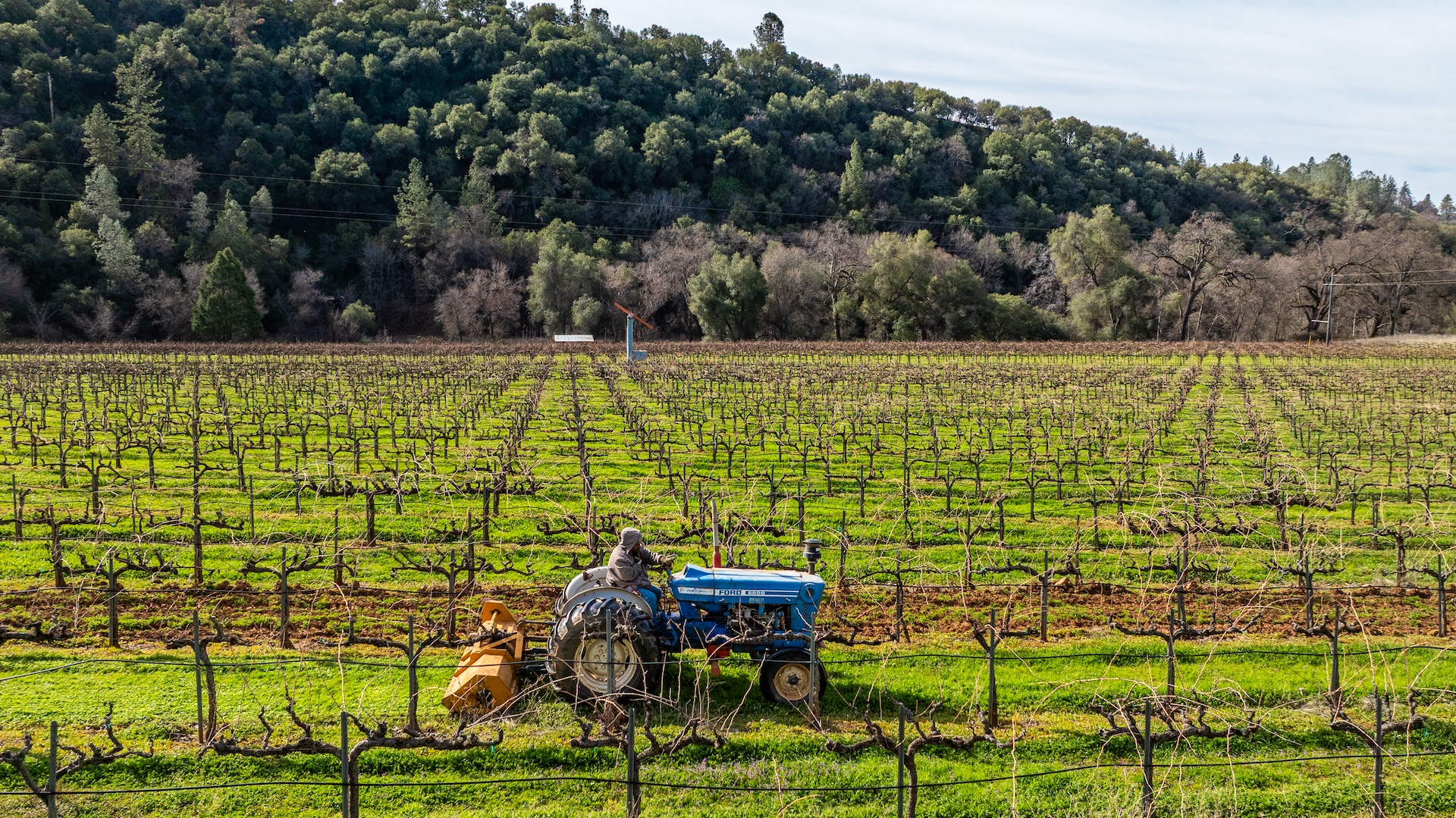 Chatom Vineyards
