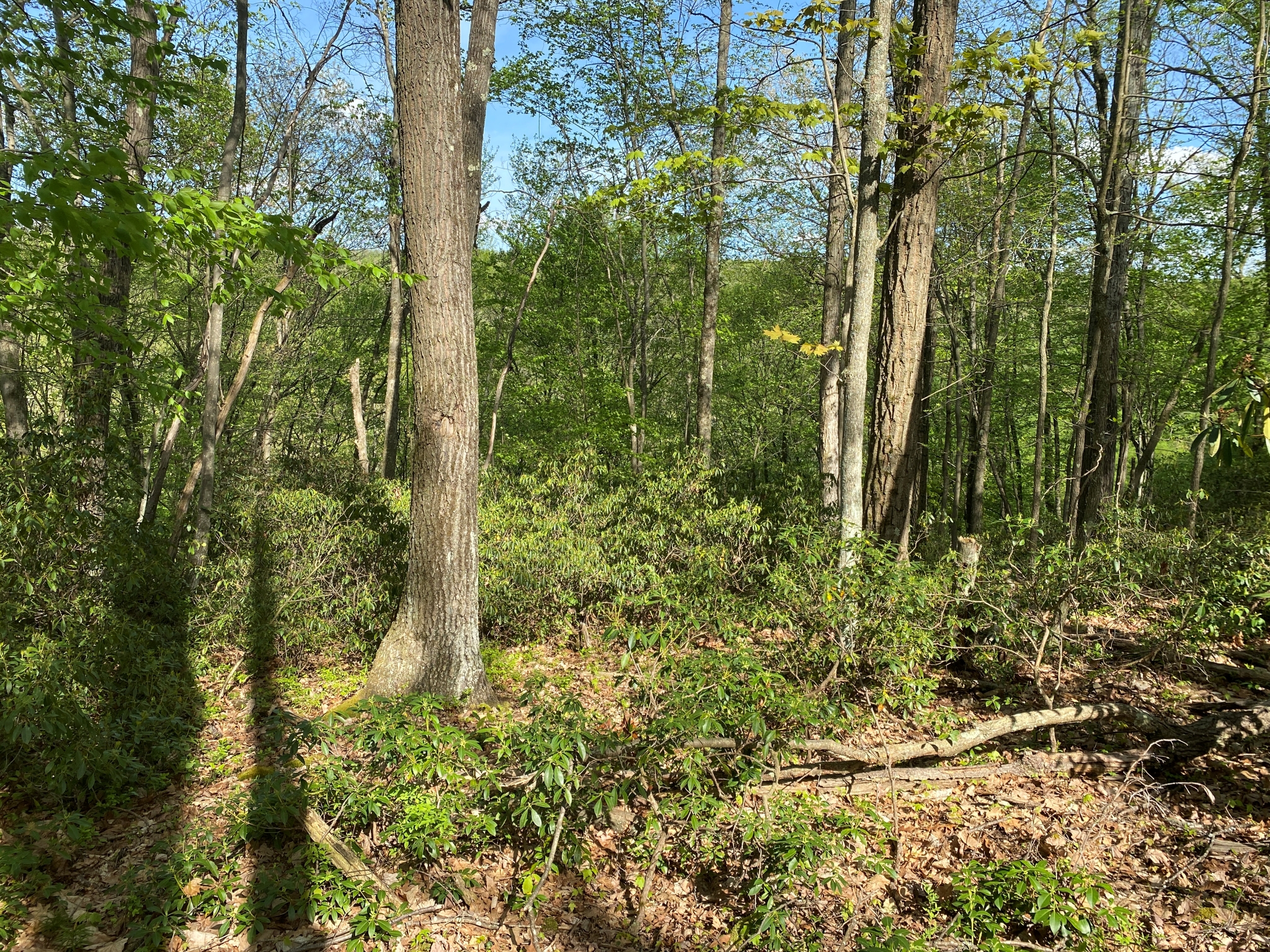 Listing Image 42