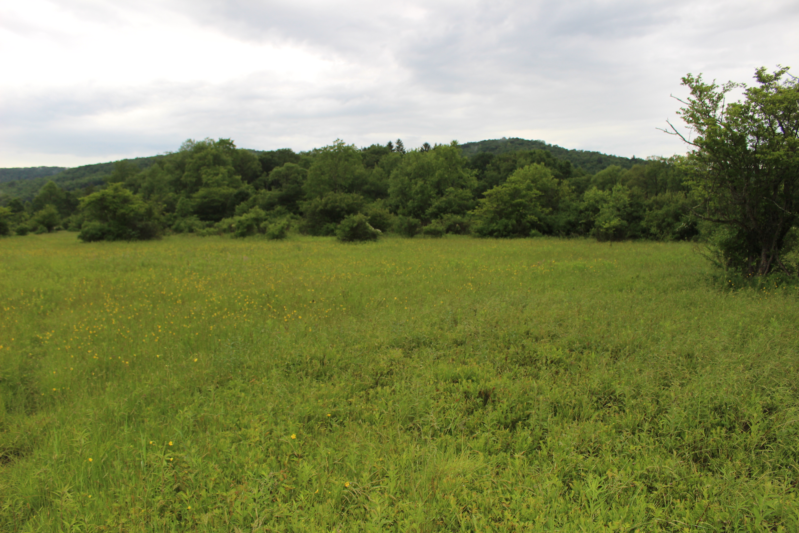 Dodge Creek