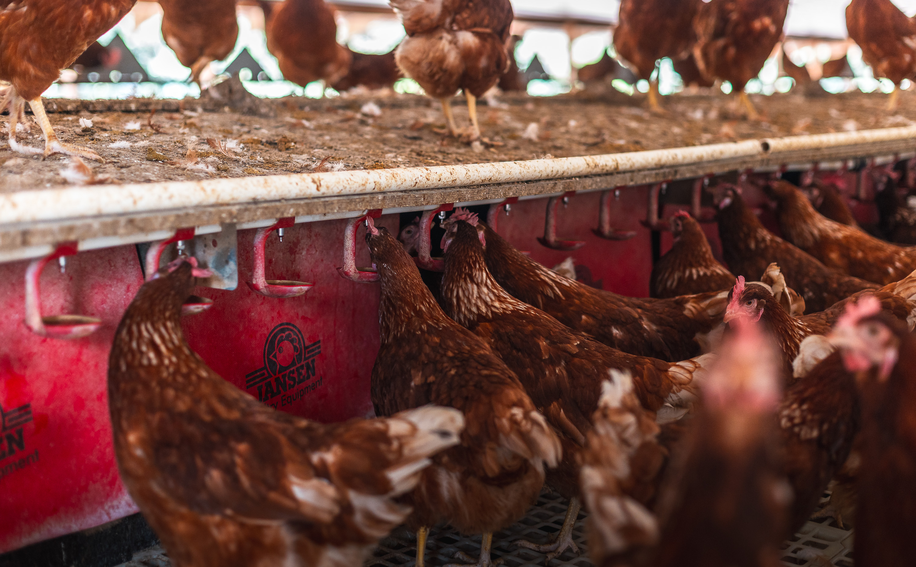 Cage Free Chicken Farm