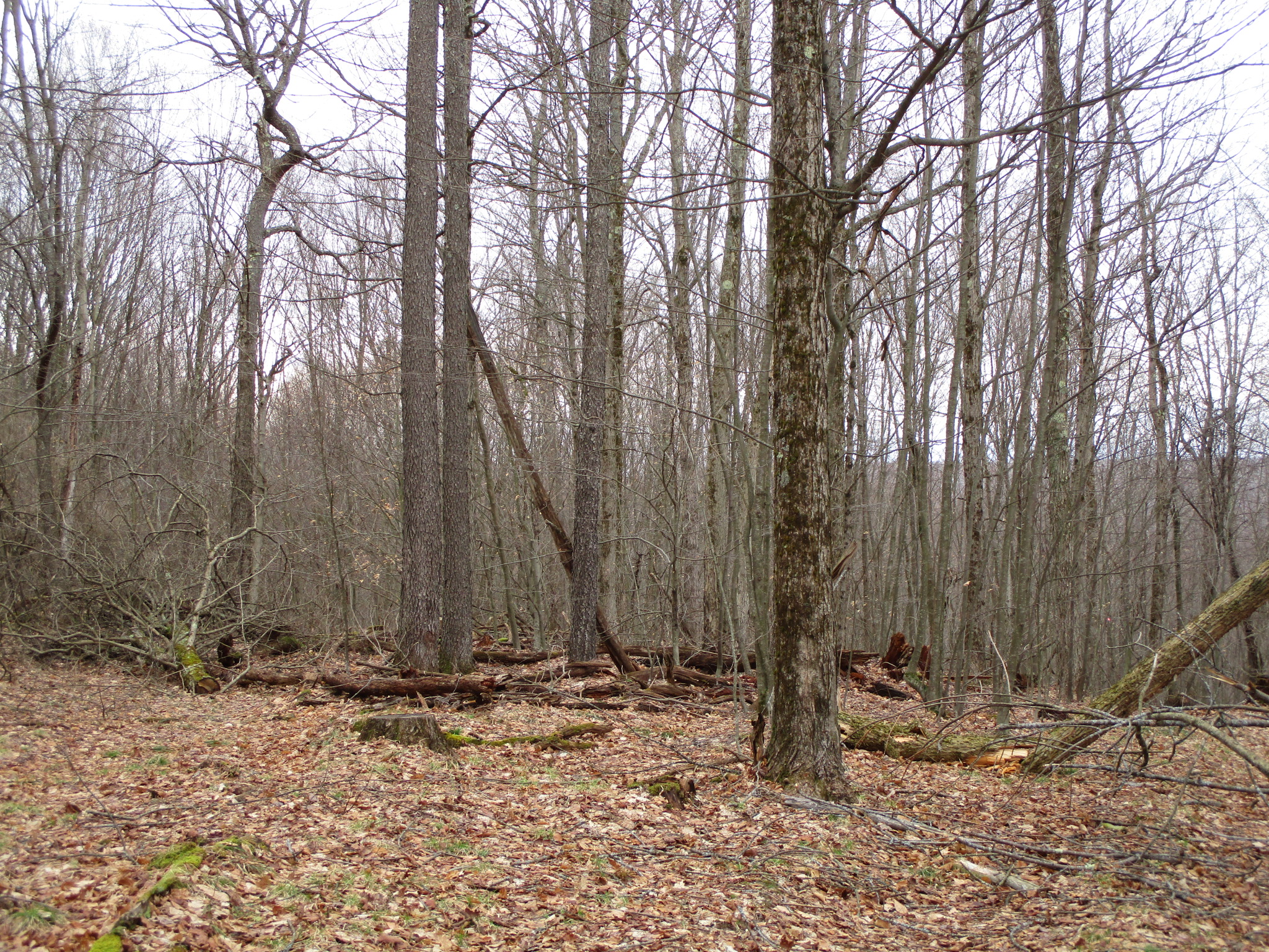 Listing Image 31