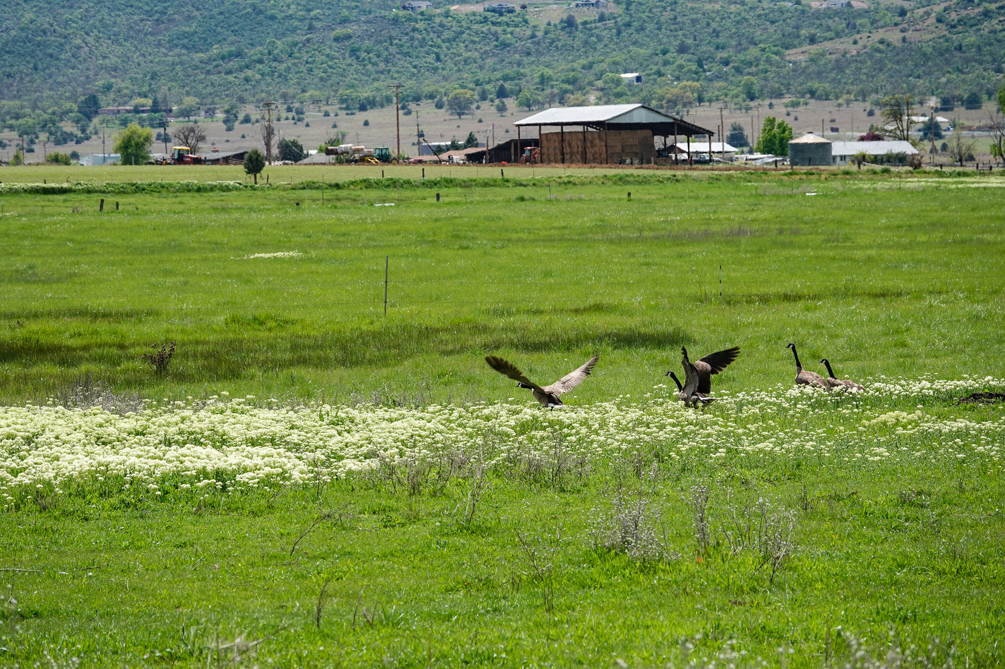 Lorenzini Ranch