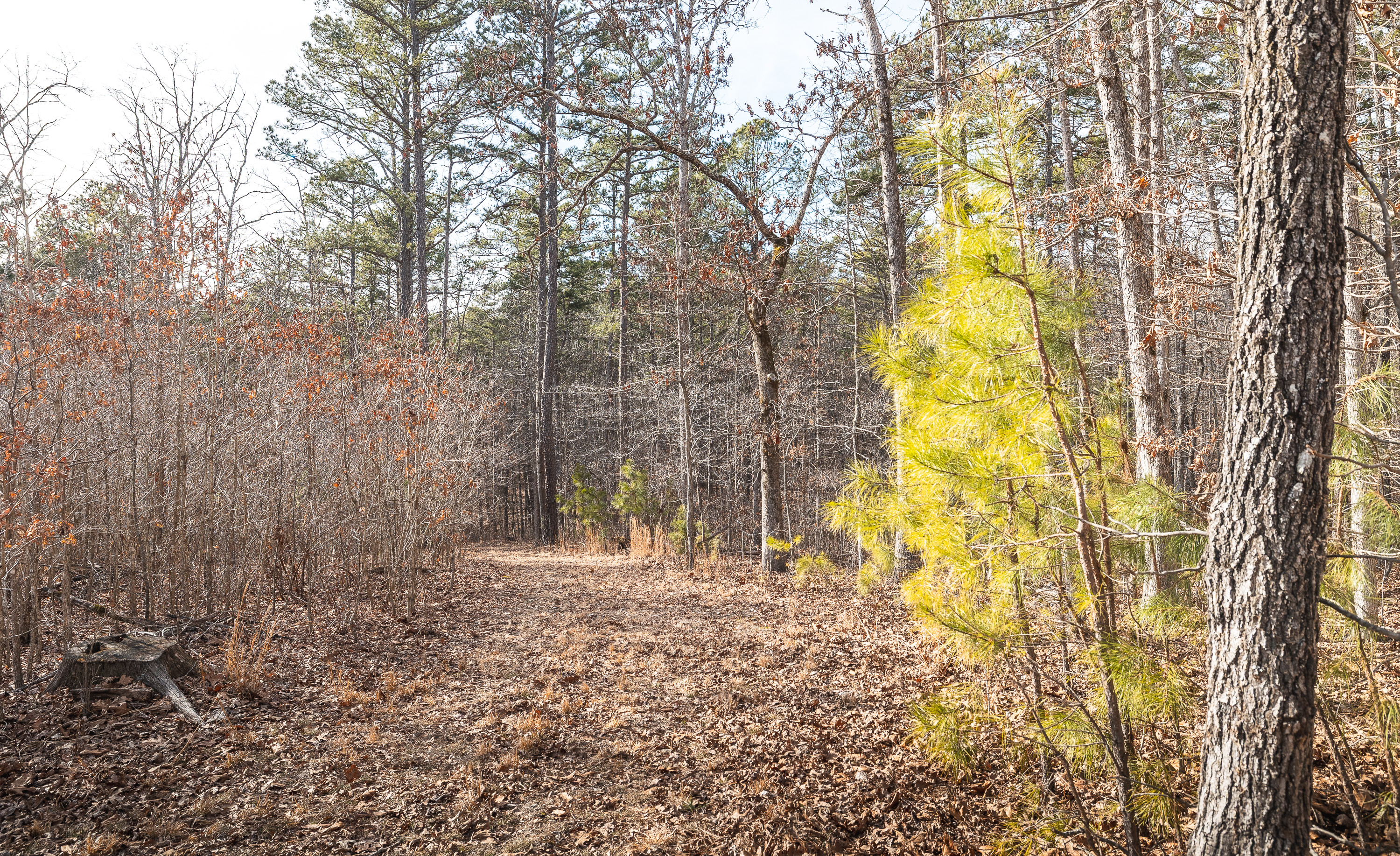 Curly Hole Camp at Peterball Spring