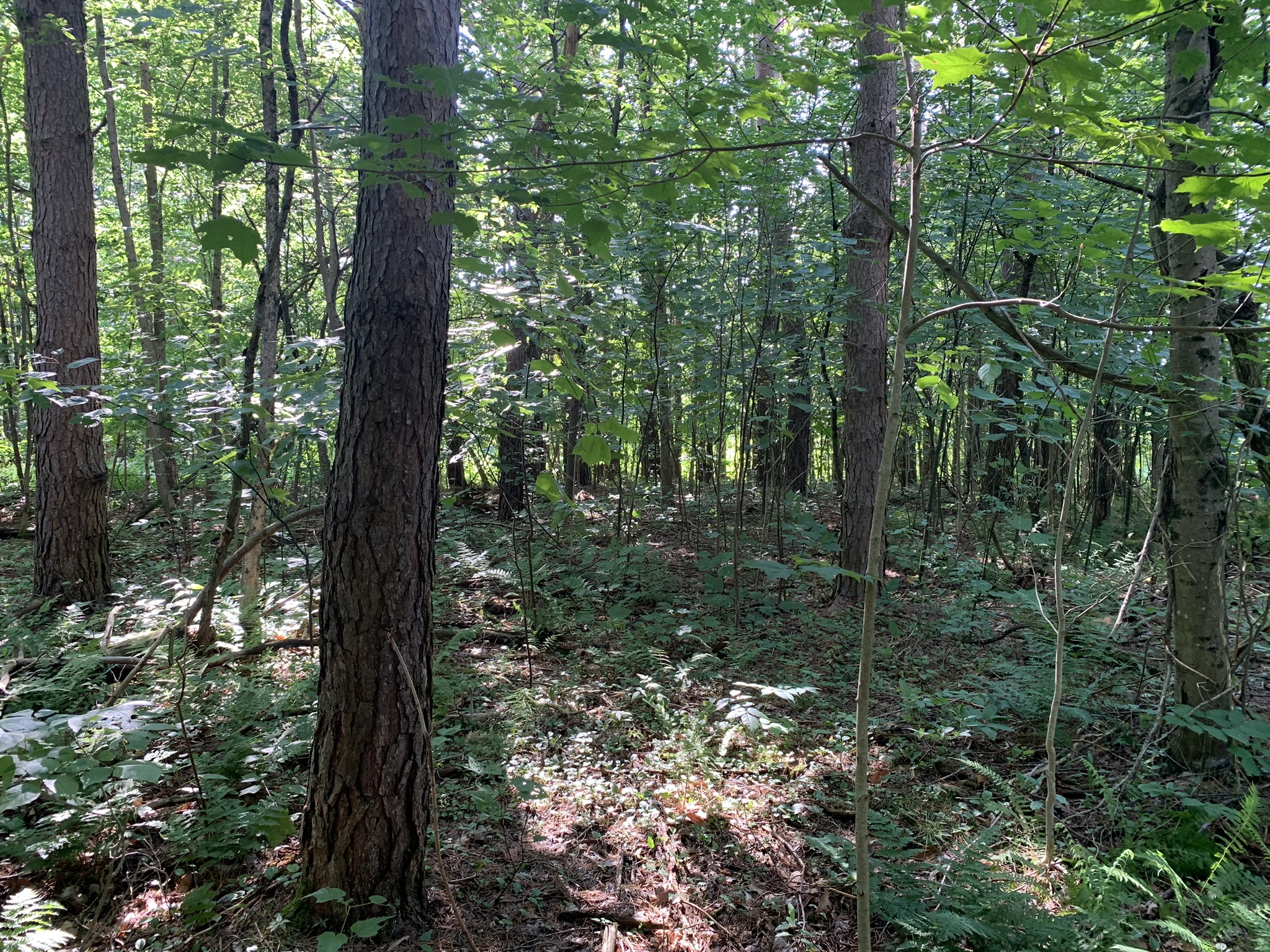 Middle Branch of the Oswegatchie