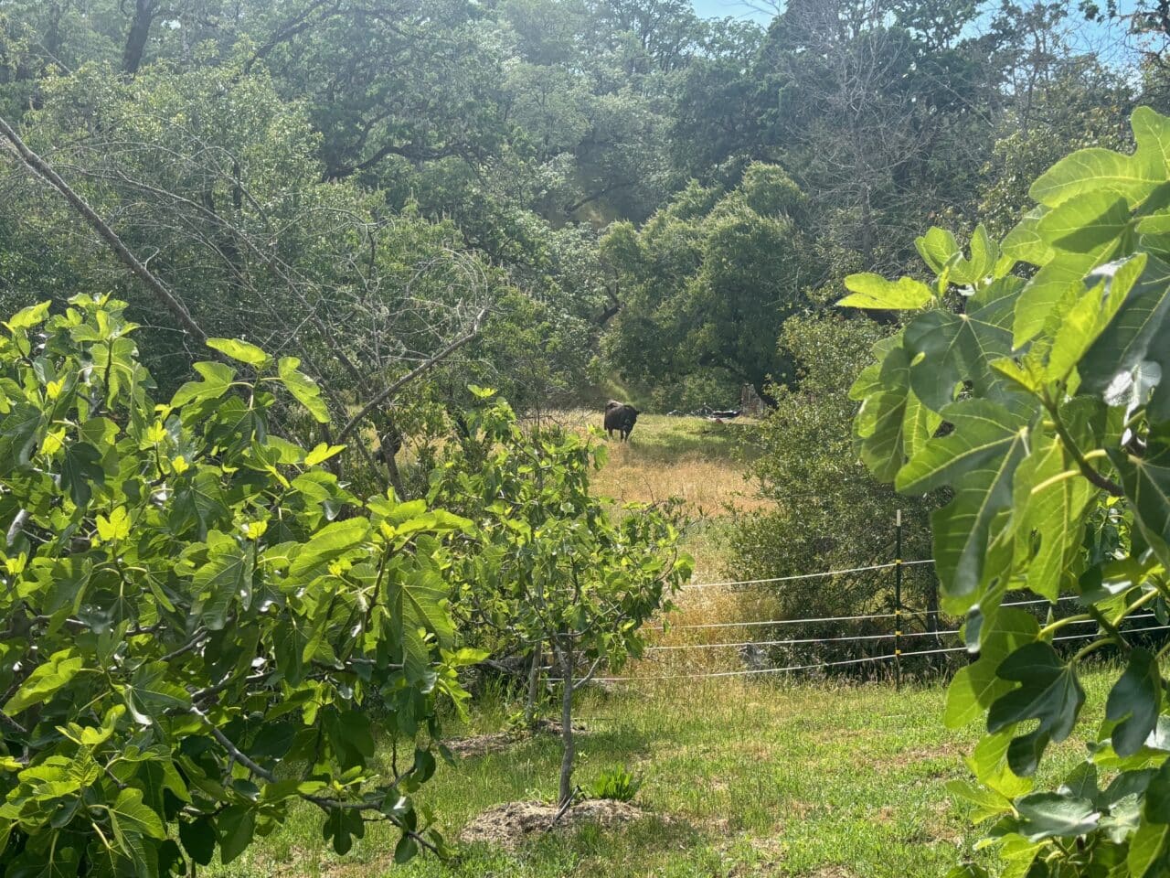 McNab Crag Ranch