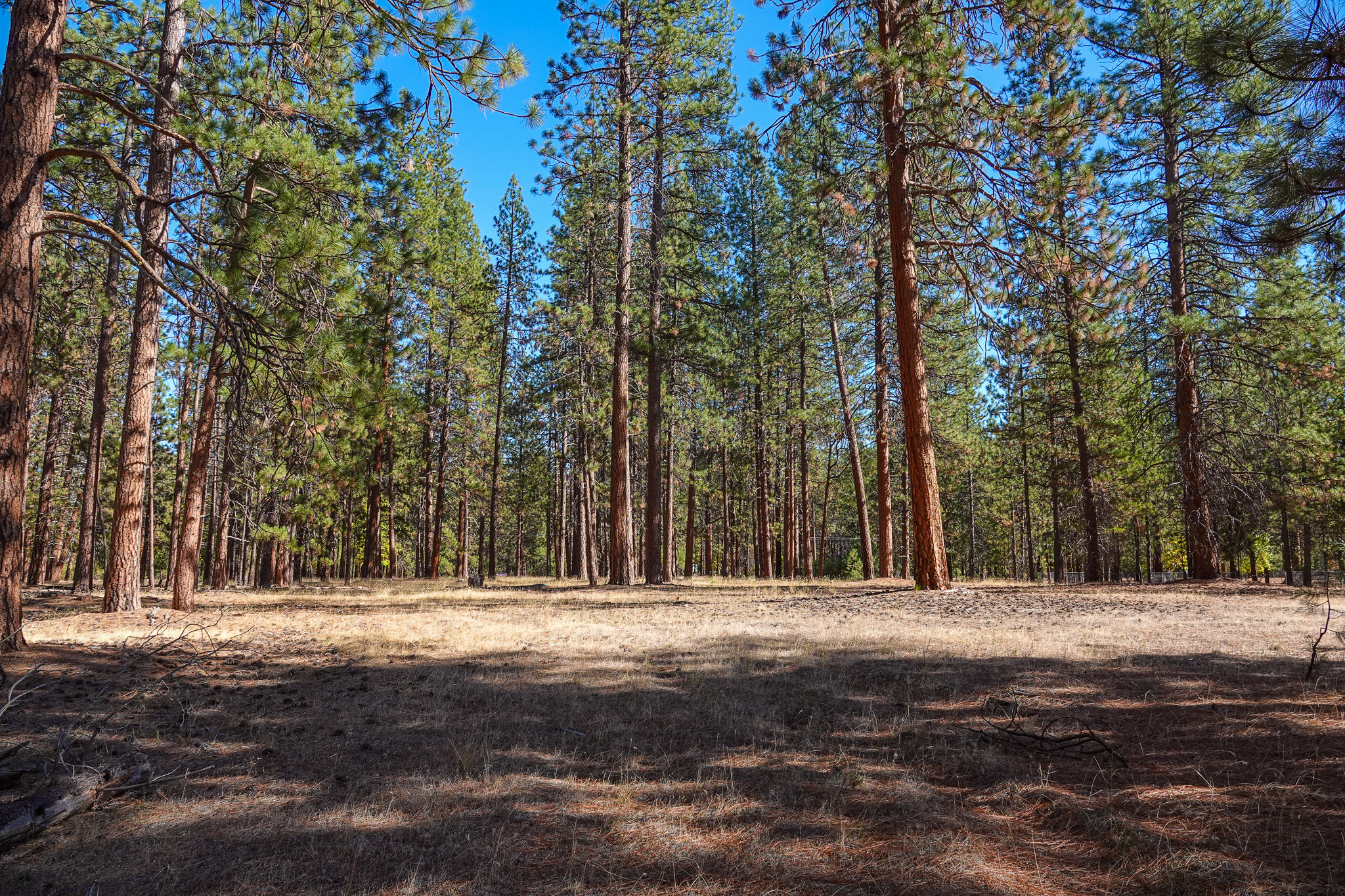 Mountain View Meadow