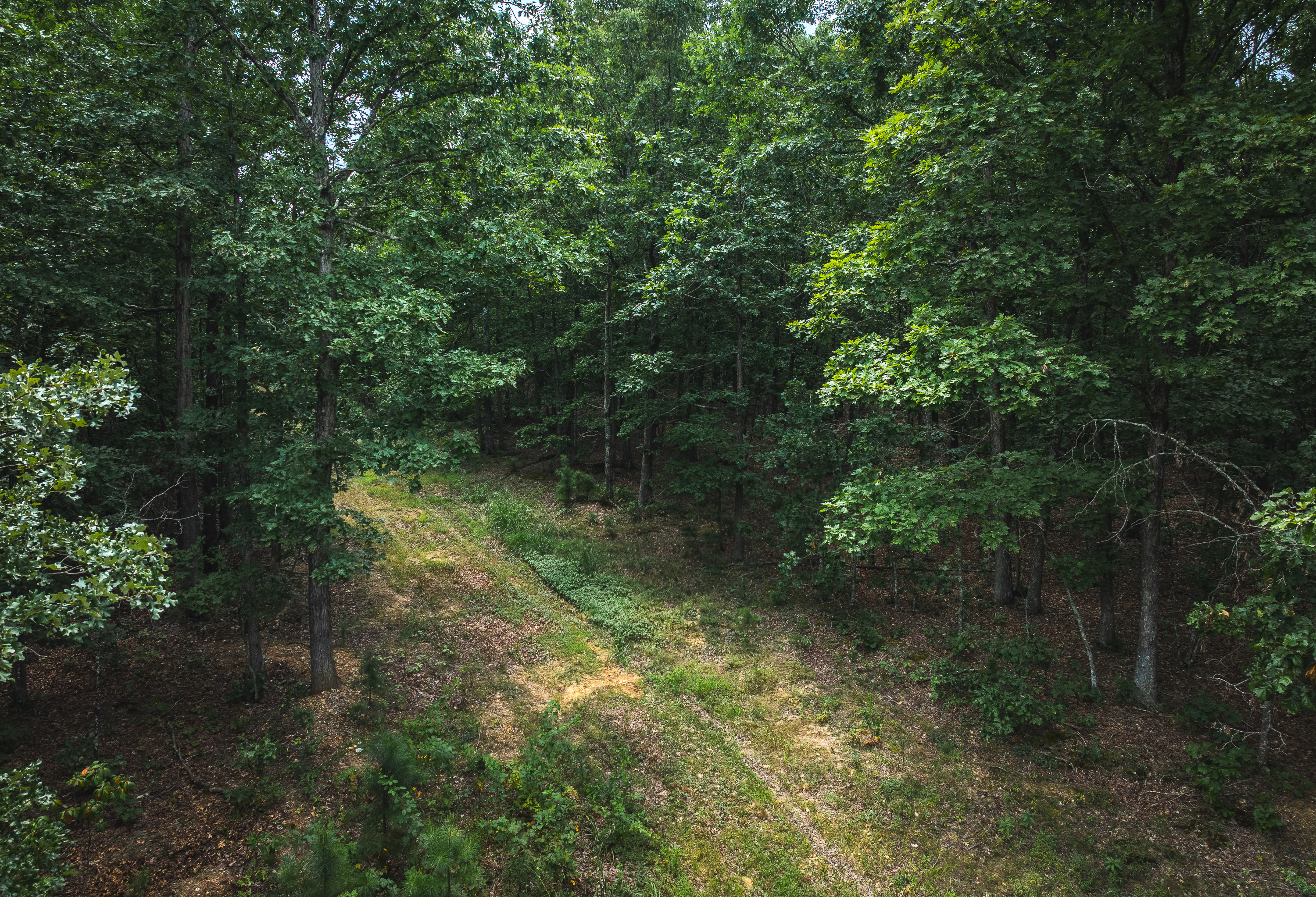 Black Bear Pines