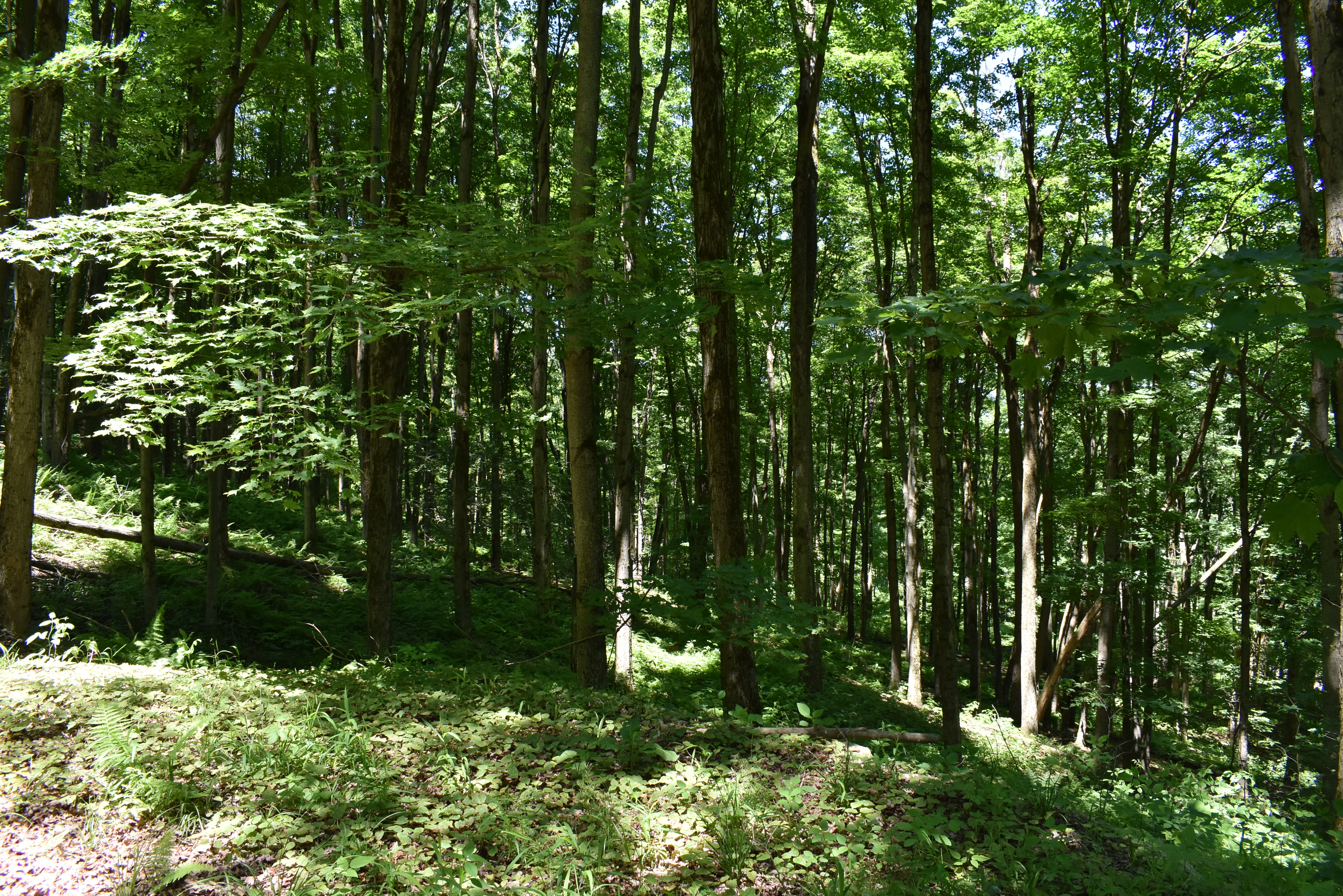 Fabulous Farrington Hollow