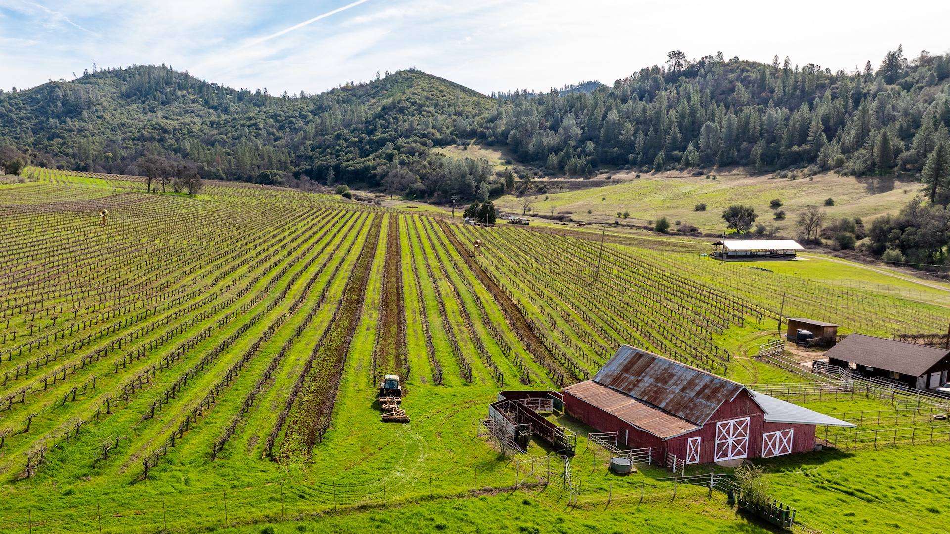 Chatom Vineyards