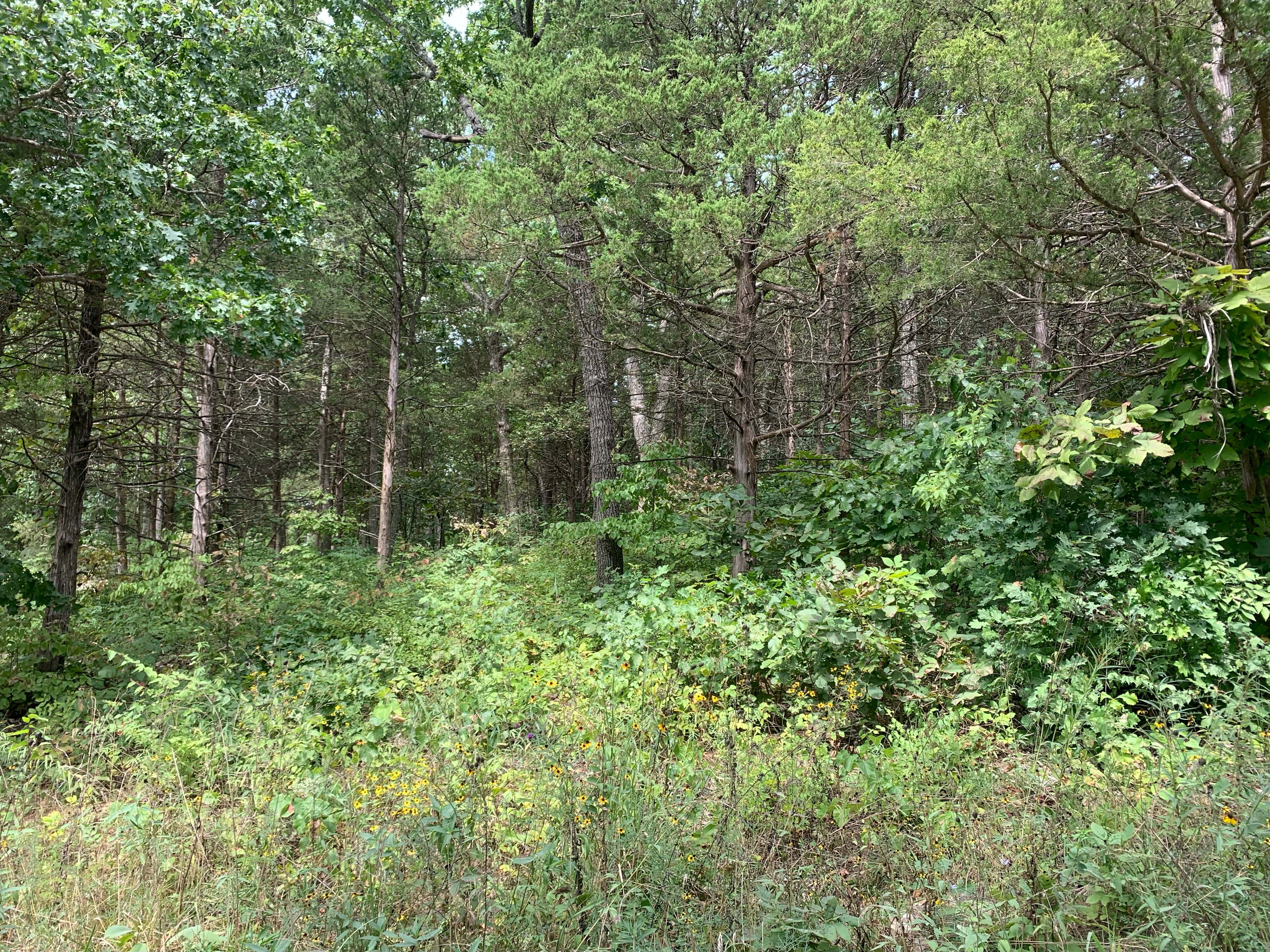 Cedar Grove 3