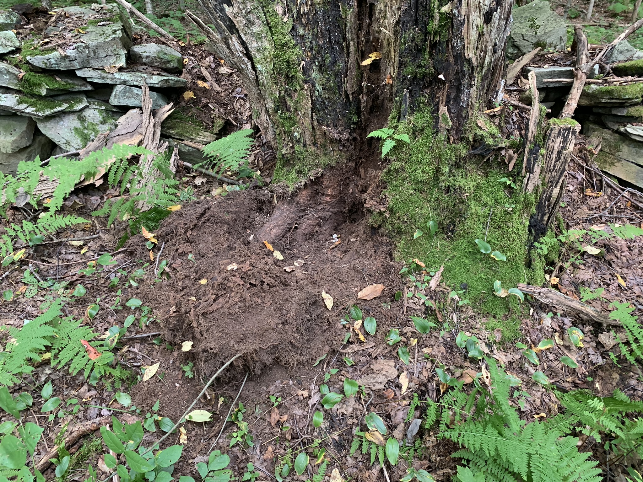 Lyman Brook Forest