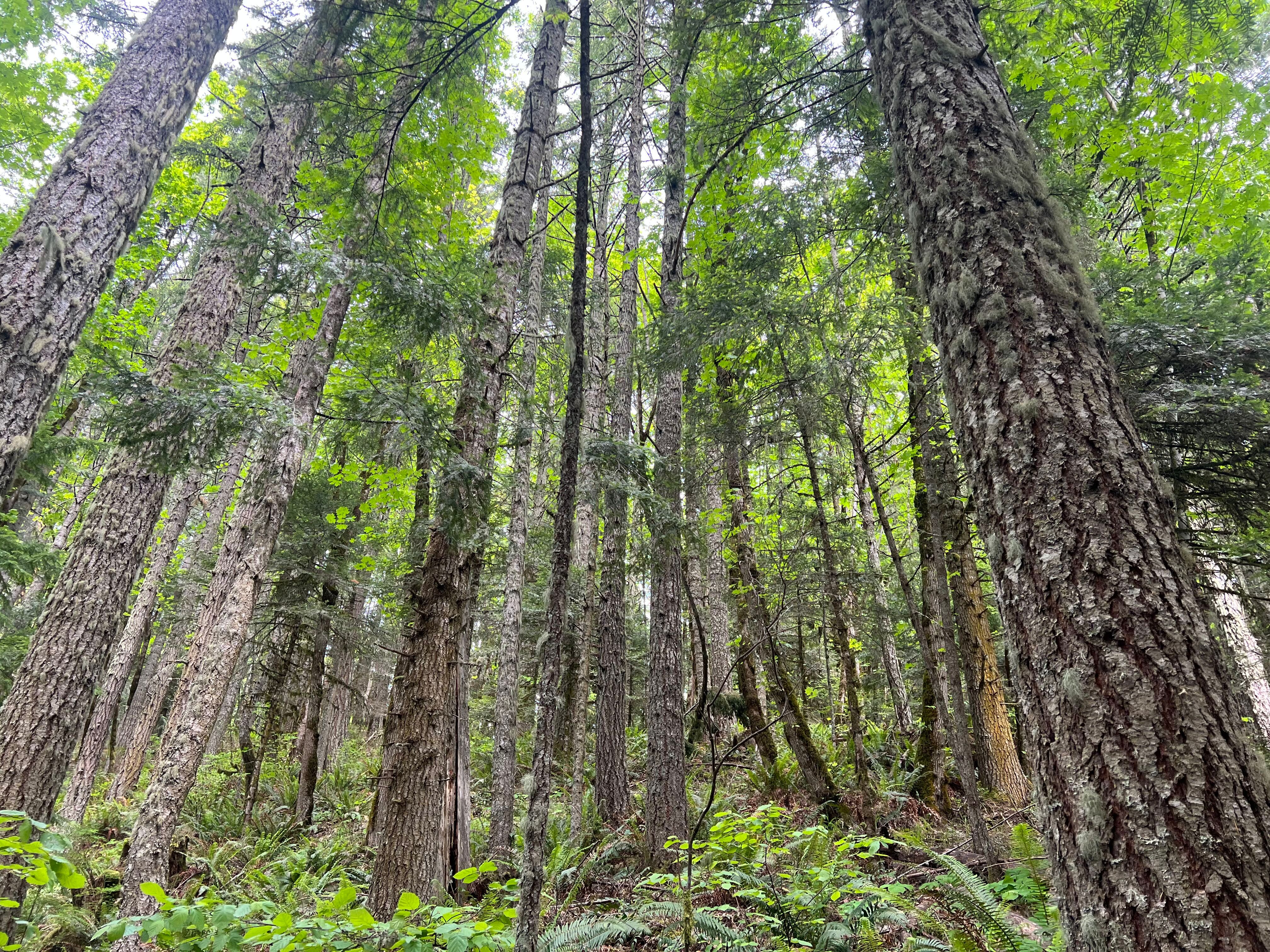 83715 Peninsula Rd Fall Creek OR