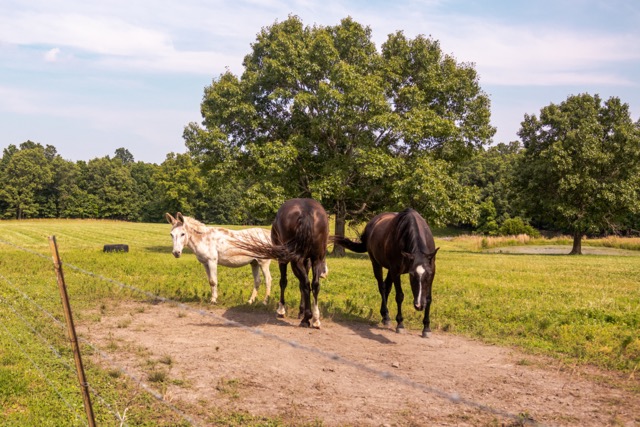 7 Pasture Farm