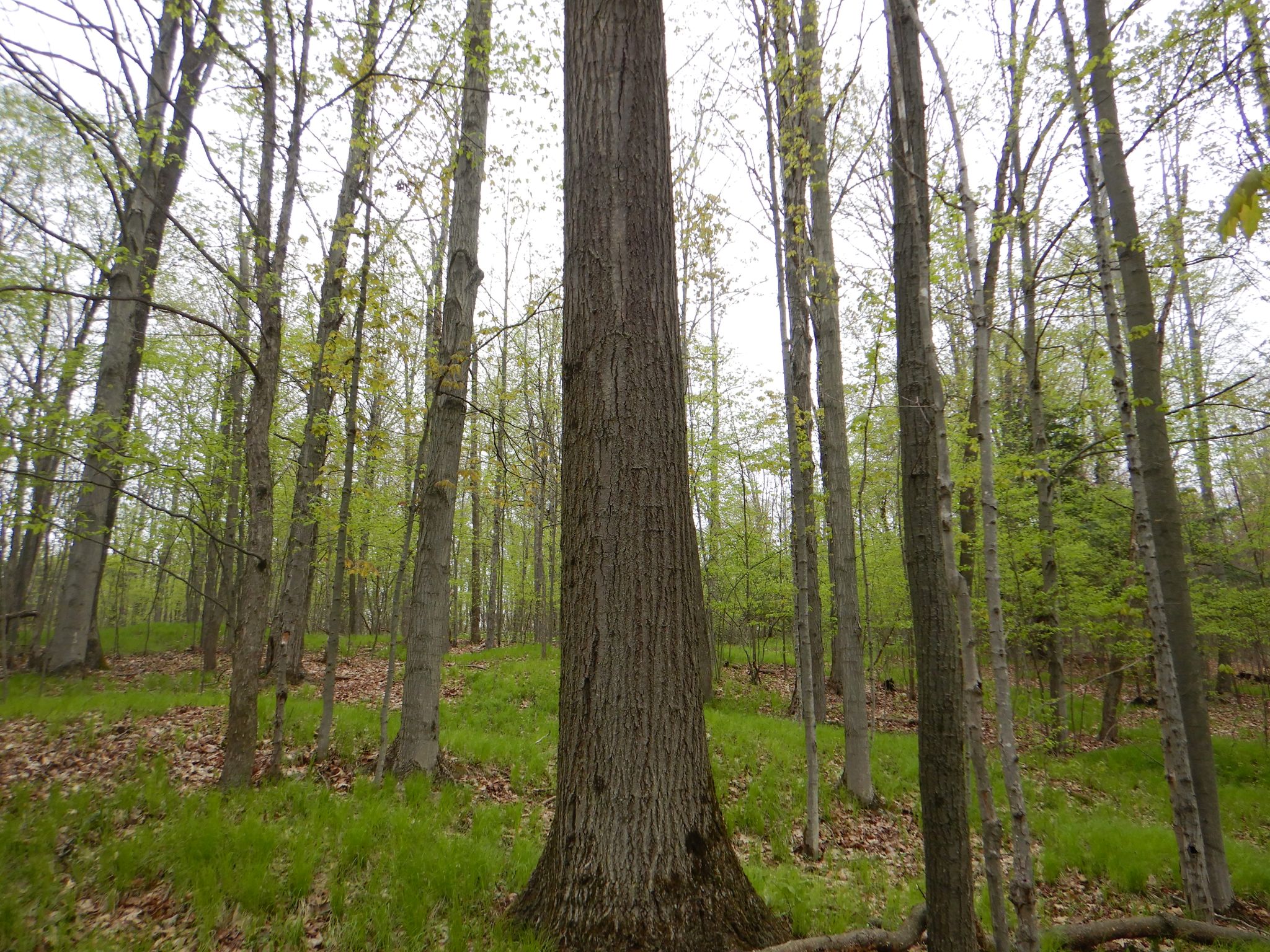 Big Oak Beauty