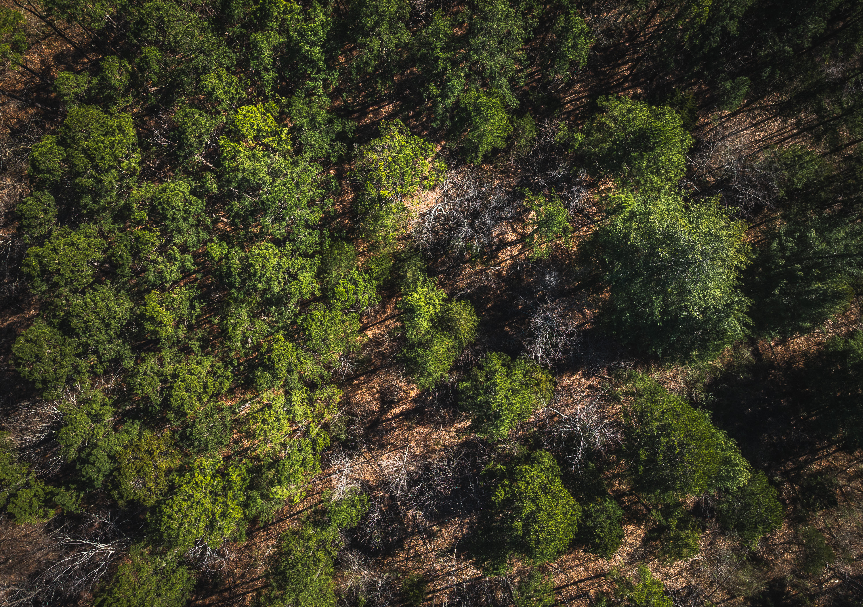 58 Acre Wildlife Retreat