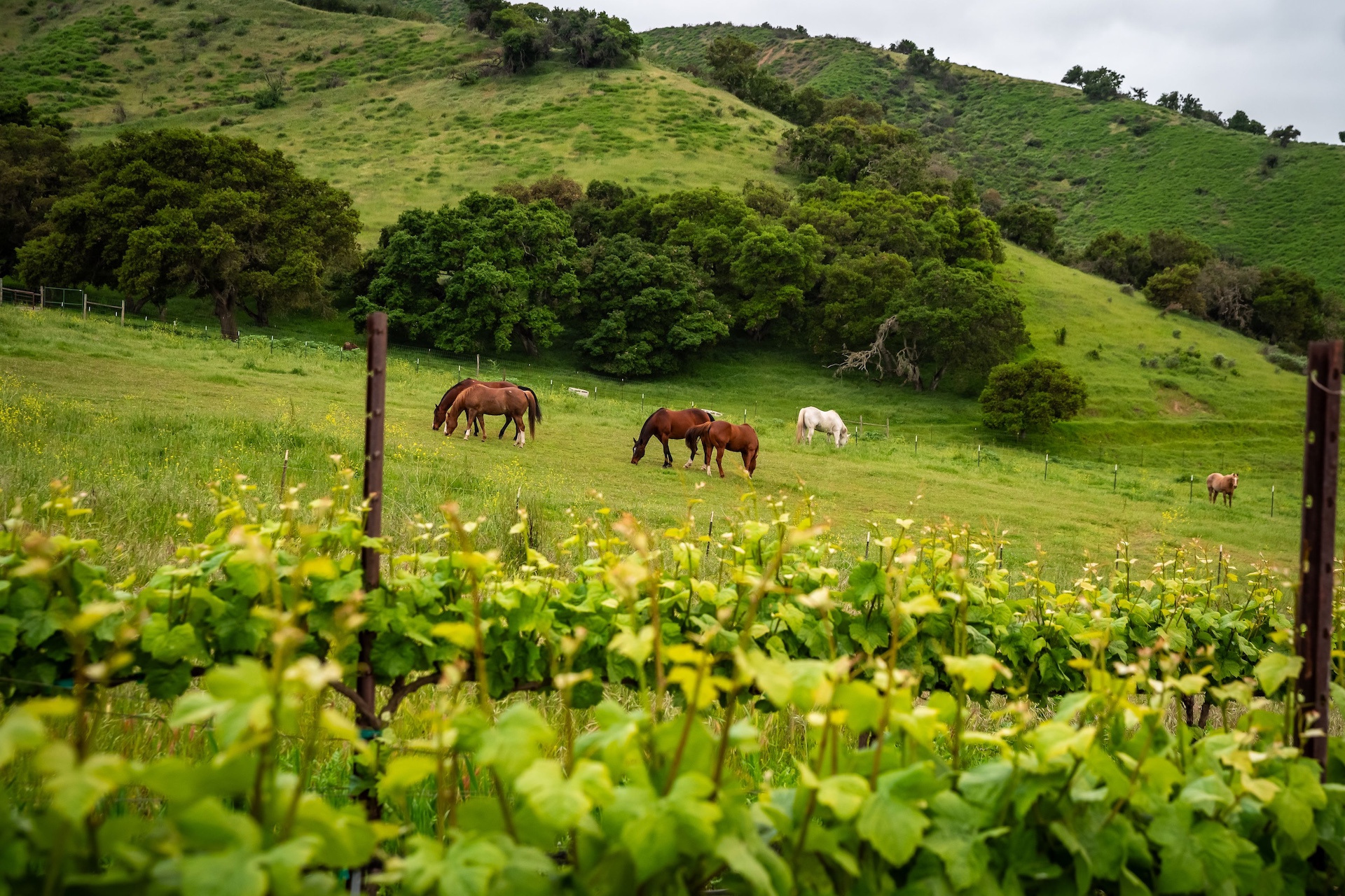 Boekenoogen Santa Lucia Highlands Vineyard