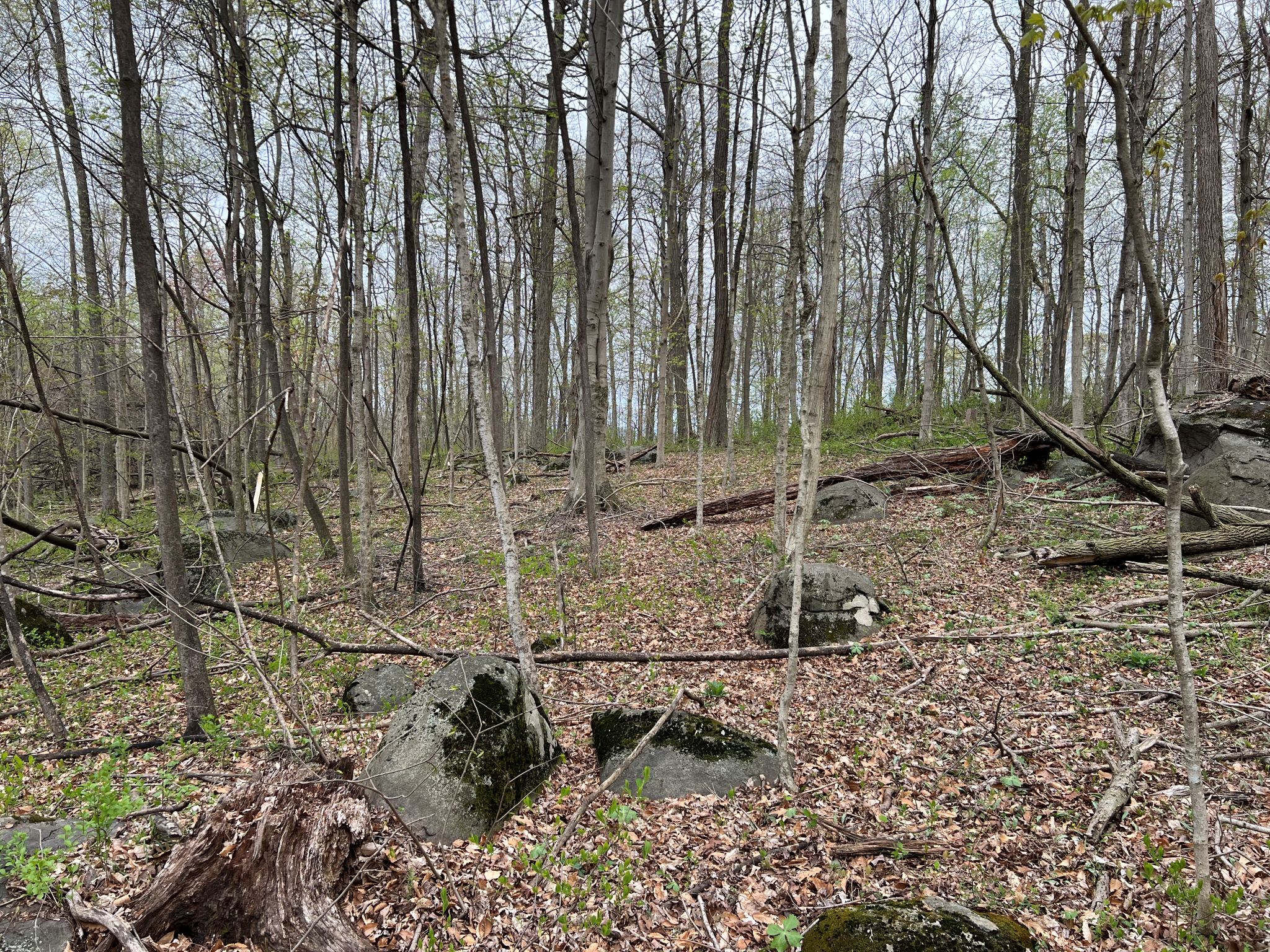 Etown Woodlands