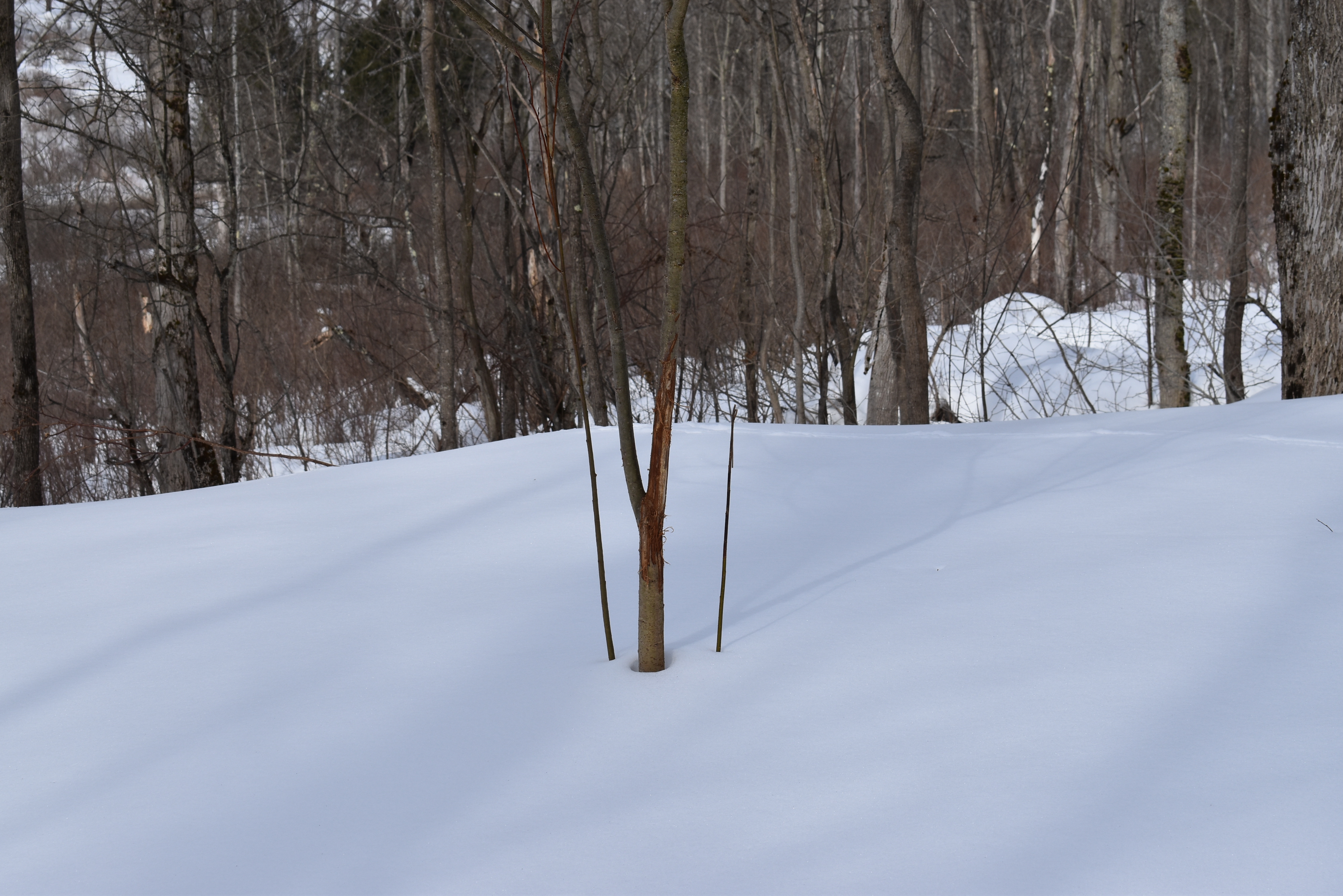 Morgan Hollow