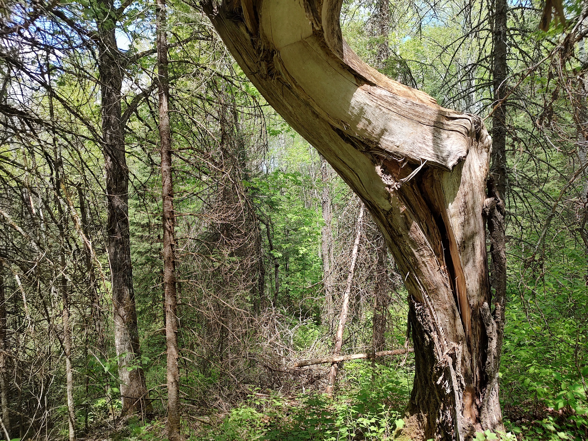 160 Acre Wilderness Retreat 50175391