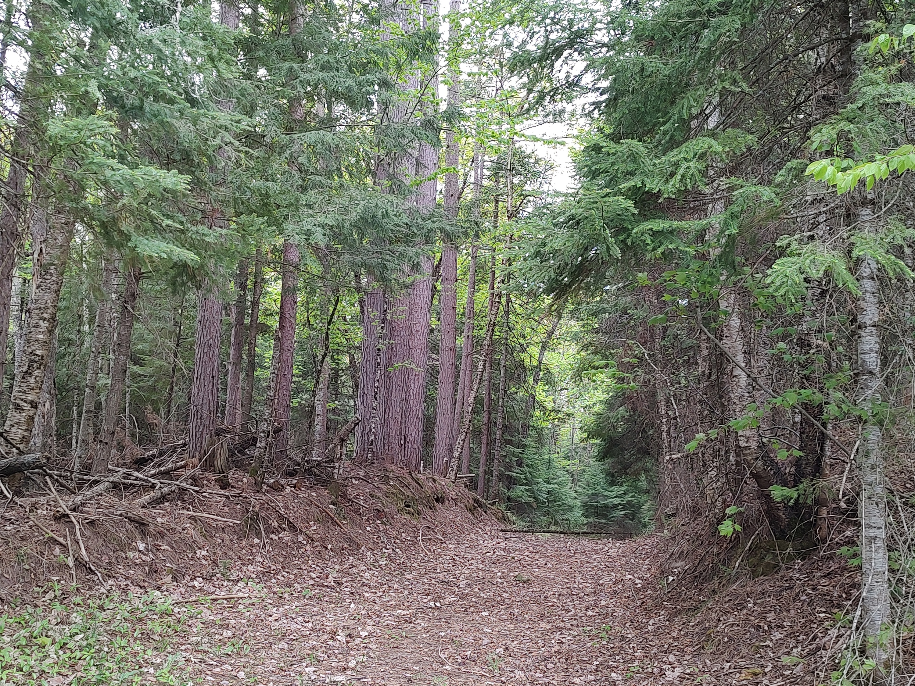 U.P. Robinson Lake Parcel 50167828