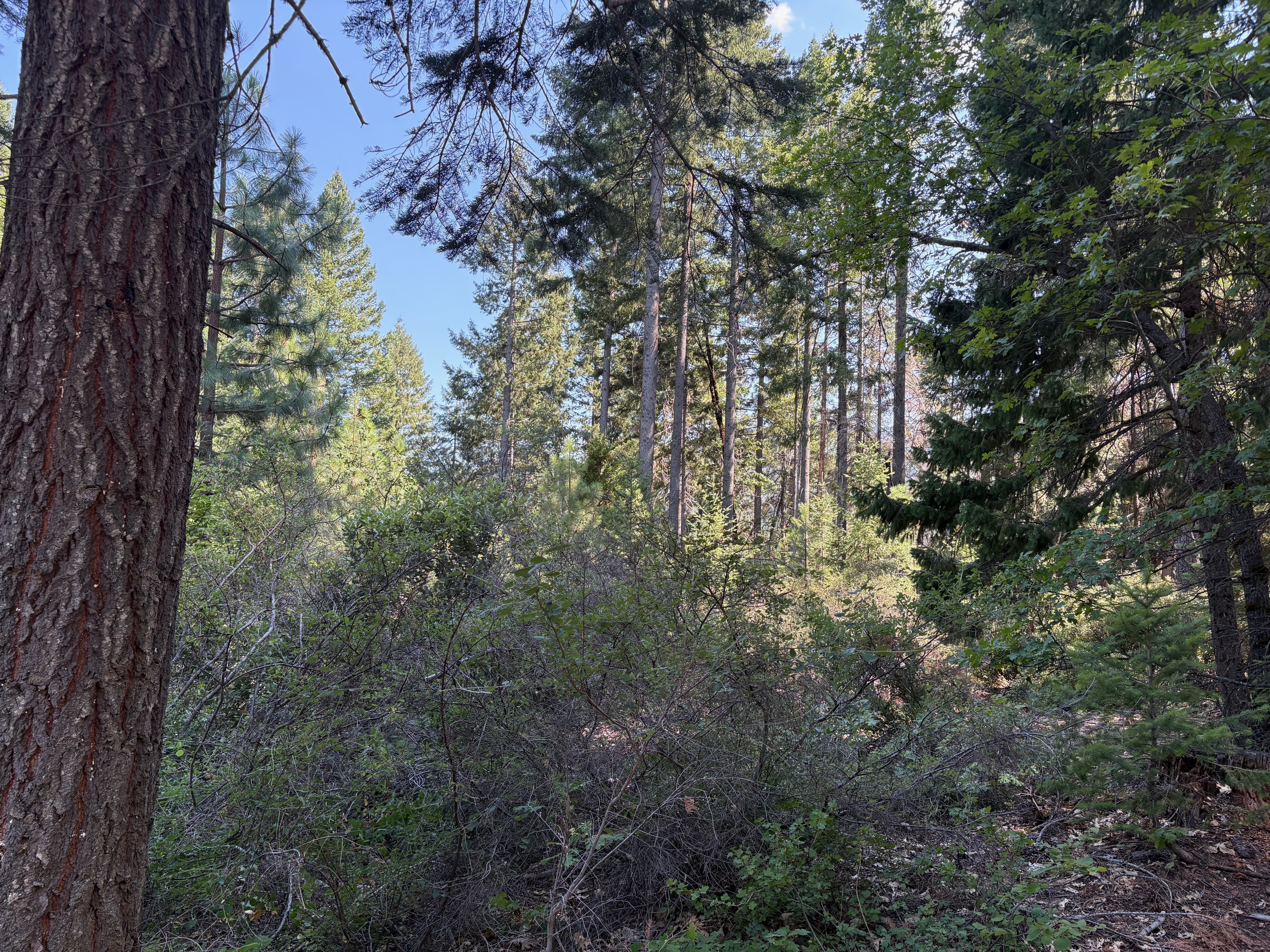 40 Acres Siskiyou (410)