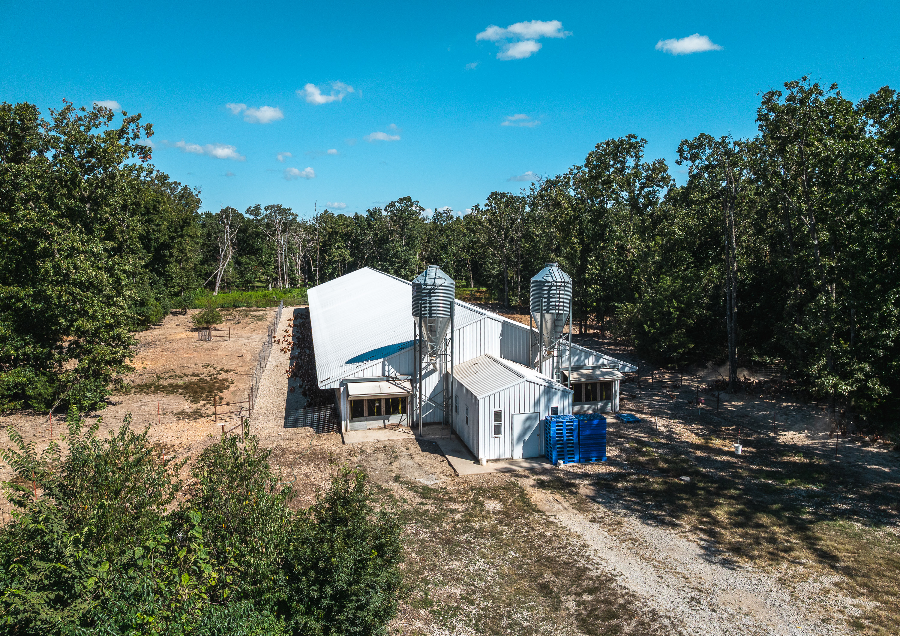 Cage Free Chicken Farm