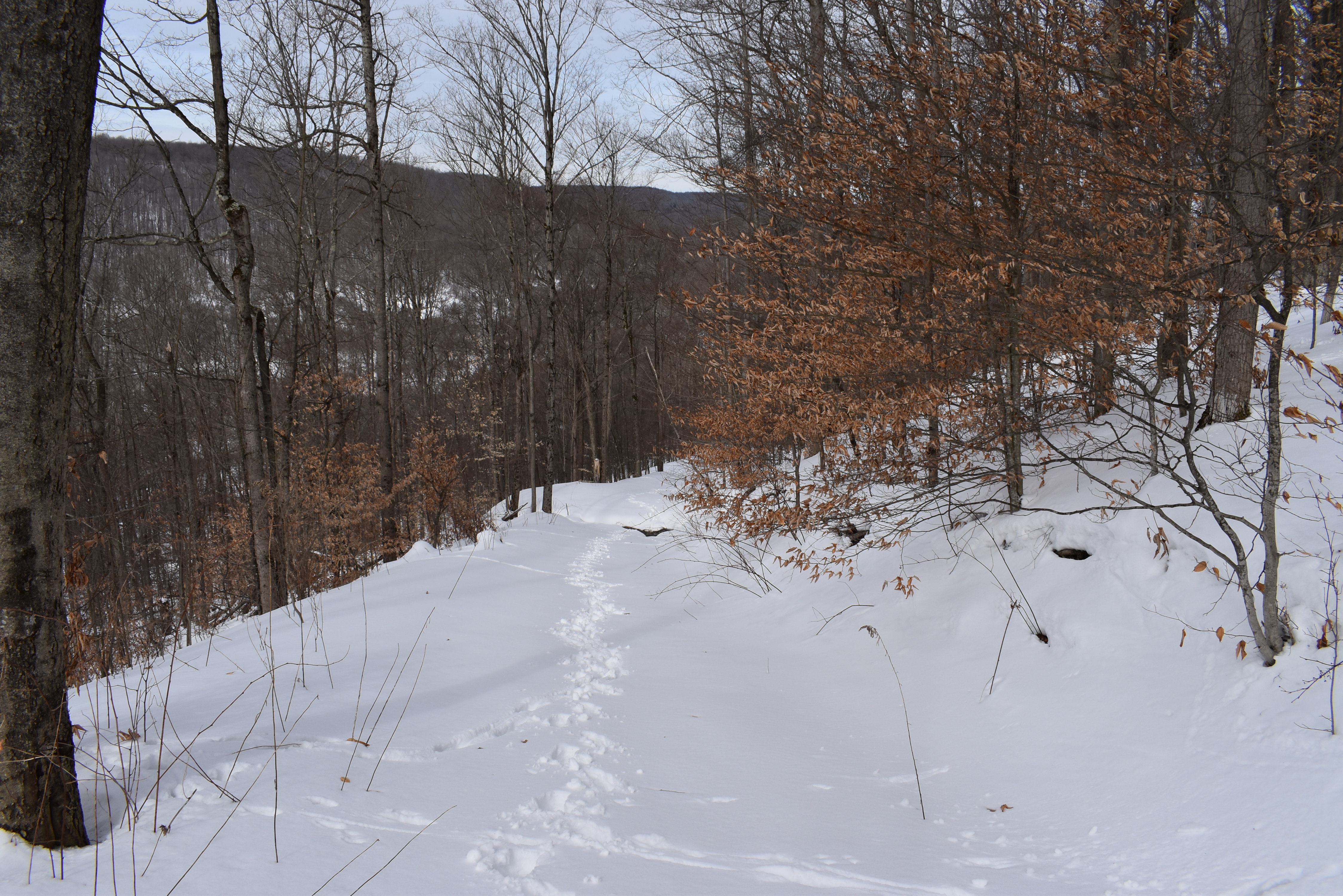 Morgan Hollow