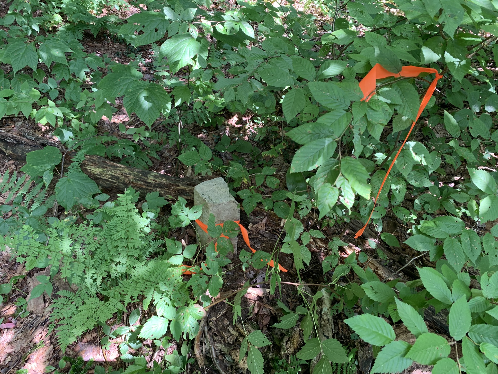 Lyman Brook Forest