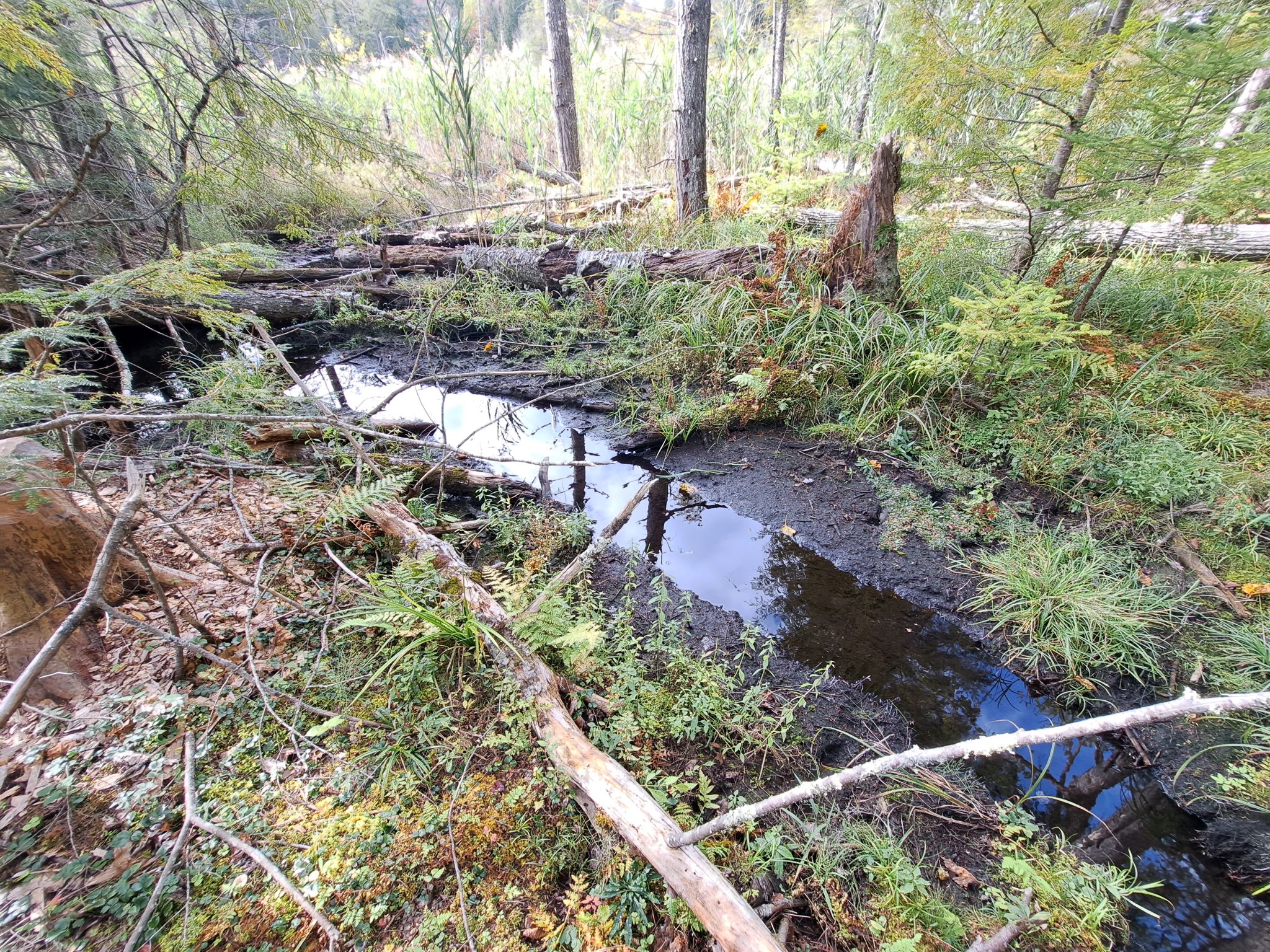 Hudson River Woods & Water