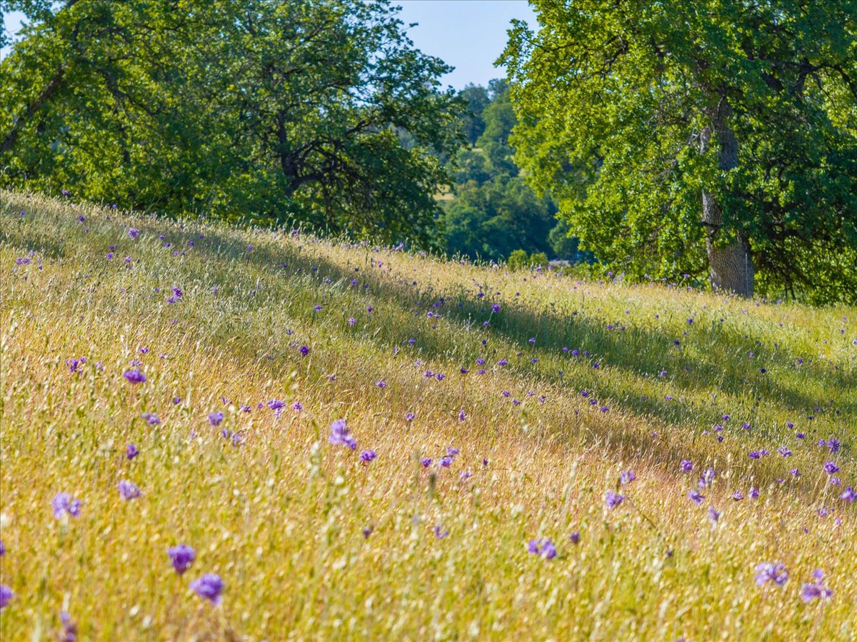 Davis Ranch Road
