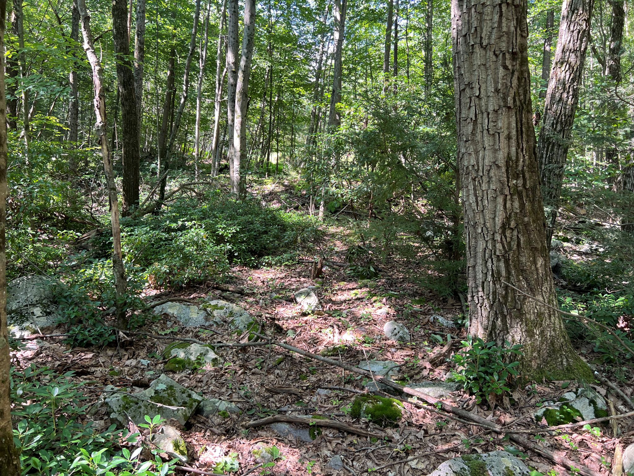 Pocono Area Gem