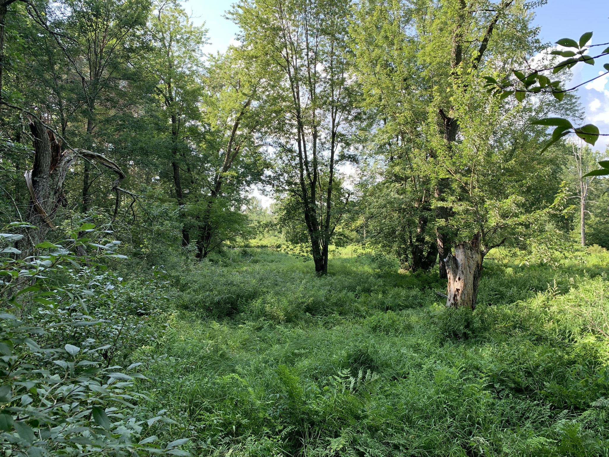 Middle Branch of the Oswegatchie