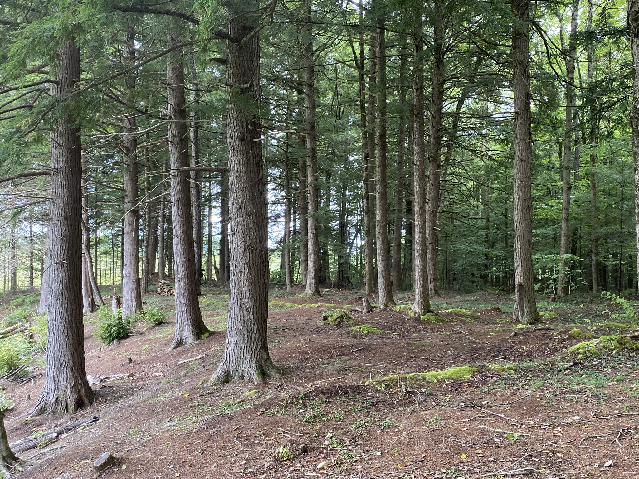 Cabin on the Little River